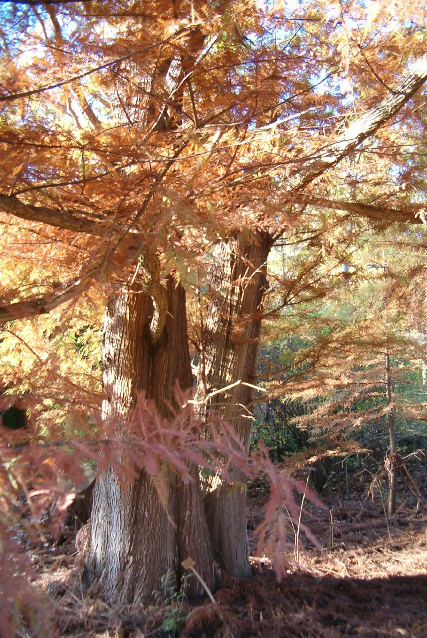 Bald Cypress (Taxodium distichum) - PlantNative.org Bald Cypress (Taxodium distichum) showing autumn foliage and characteristic conical form