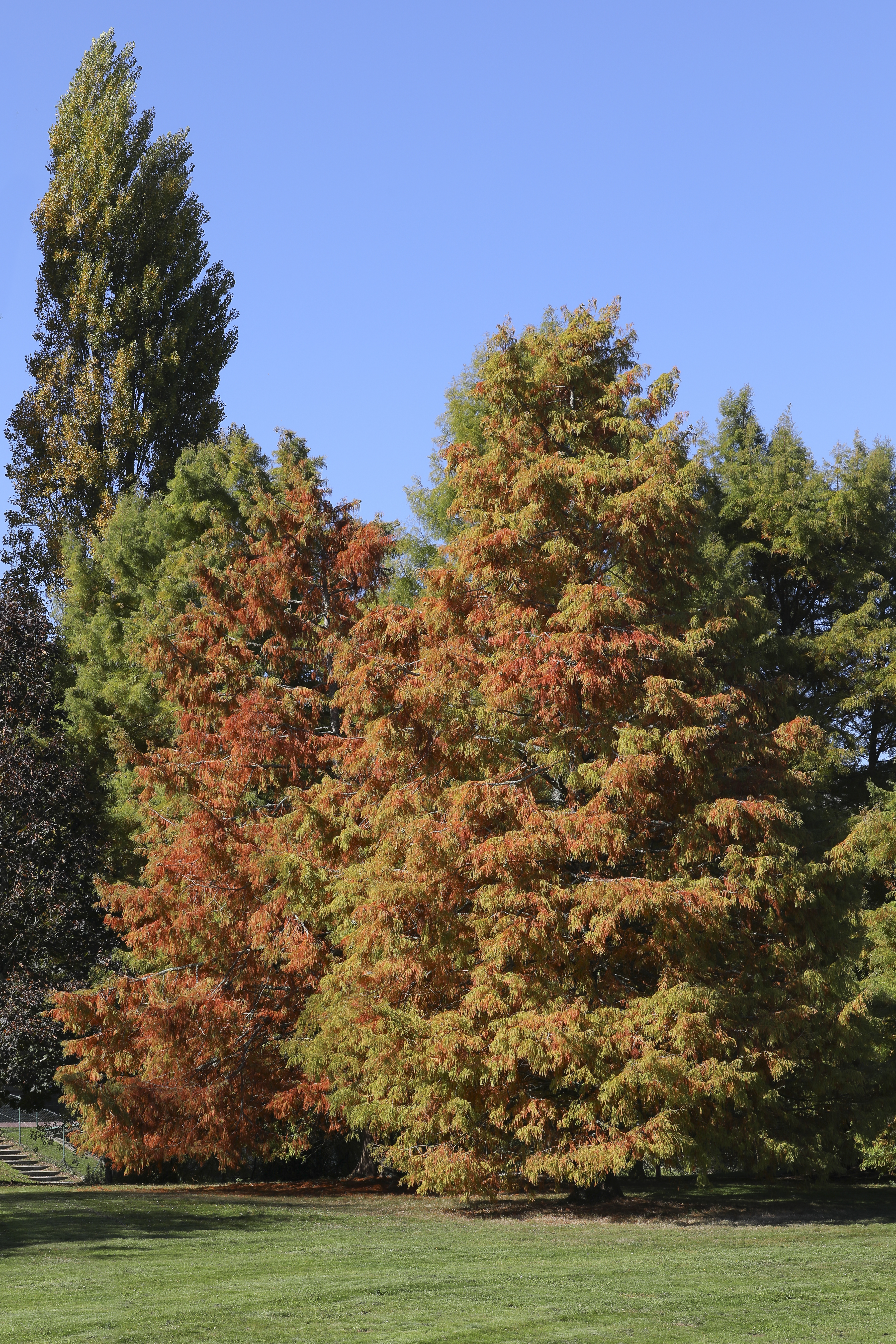 Bald Cypress (Taxodium distichum) - PlantNative.org Bald Cypress (Taxodium distichum) tree showing characteristic conical form