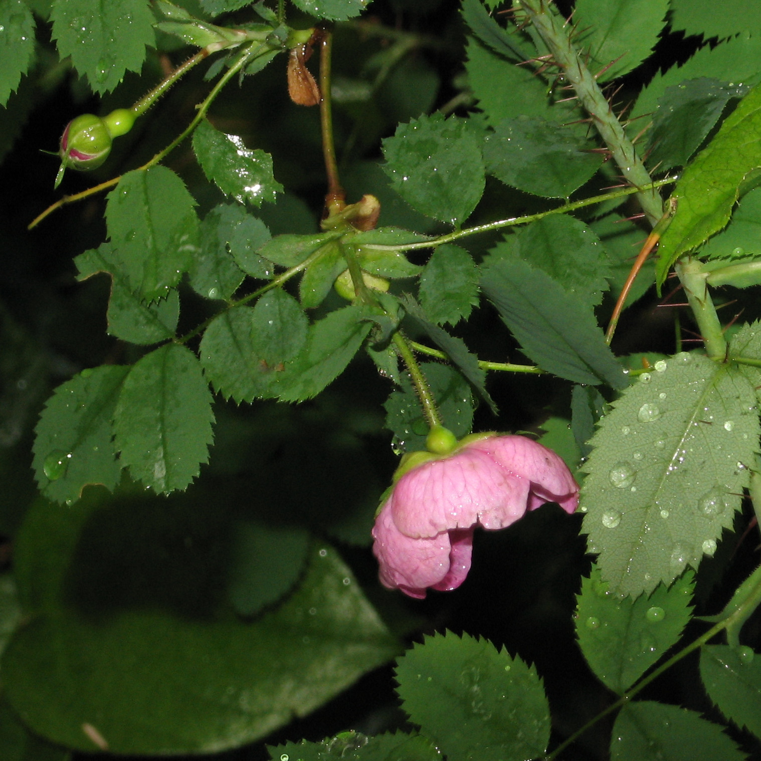 Bald-hip Rose (Rosa gymnocarpa)