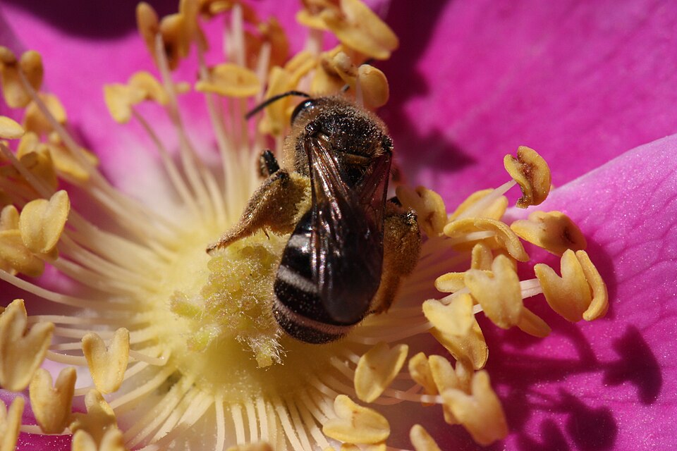 Bald Hip Rose (Rosa gymnocarpa) flower being visited by a native bee pollinator