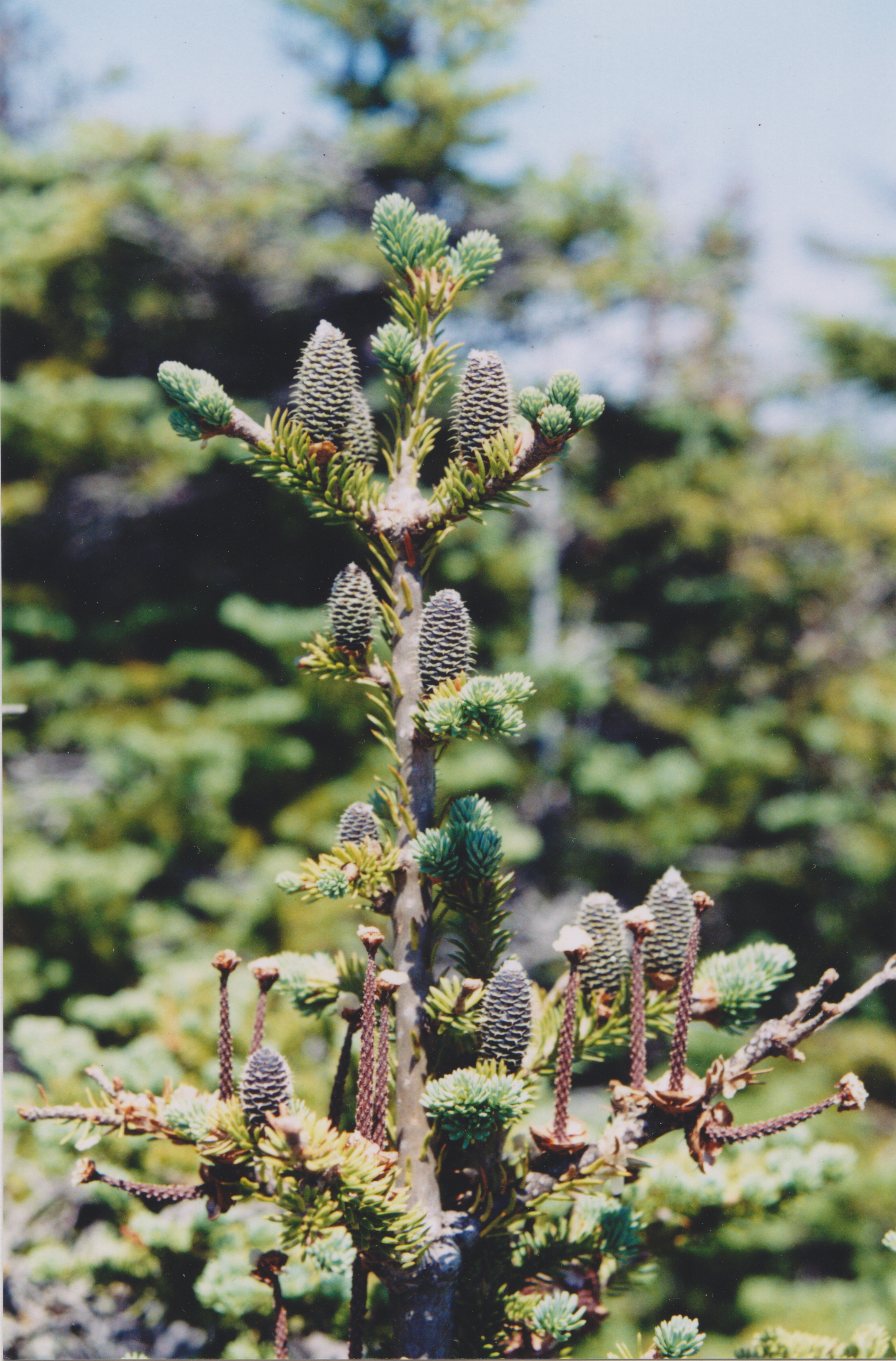Balsam Fir (Abies balsamea) - PlantNative.org Balsam Fir (Abies balsamea) showing characteristic dark green needle foliage and upright conical form