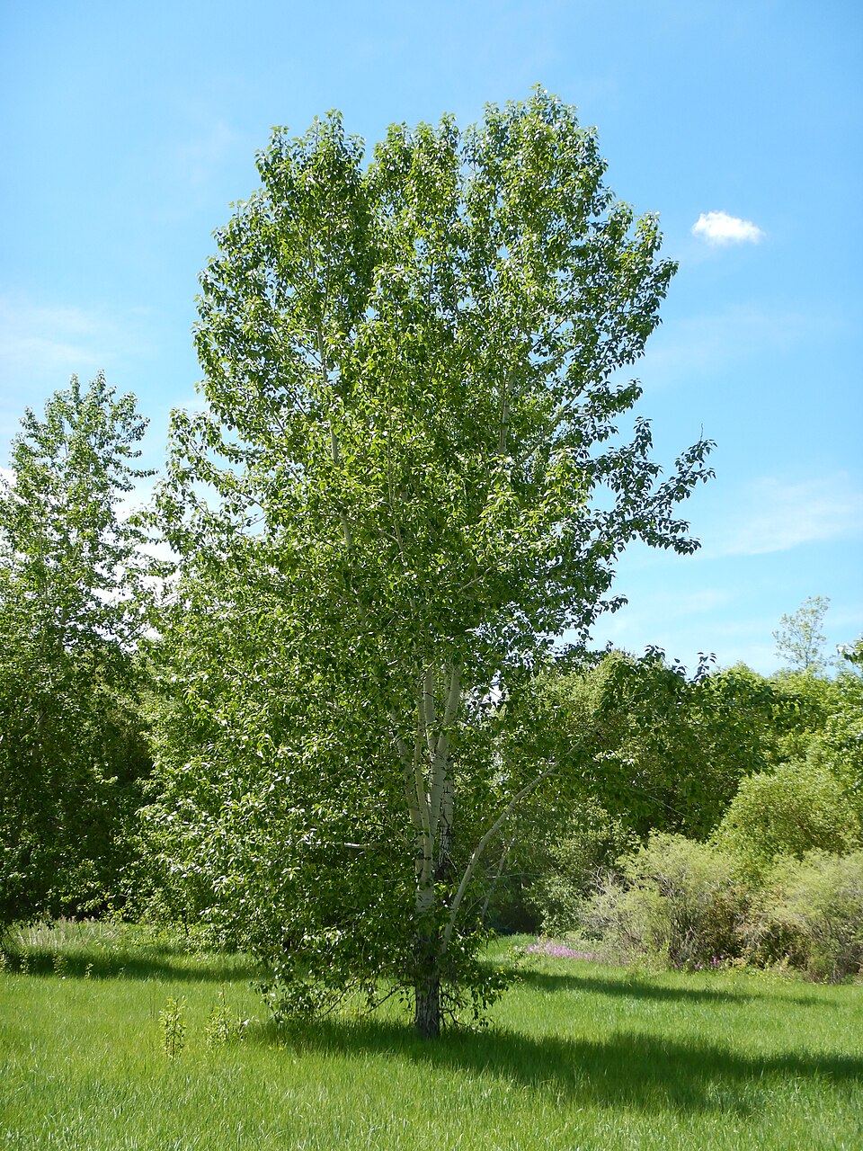 Balsam Poplar (Populus balsamifera) showing characteristic large resinous buds and catkins