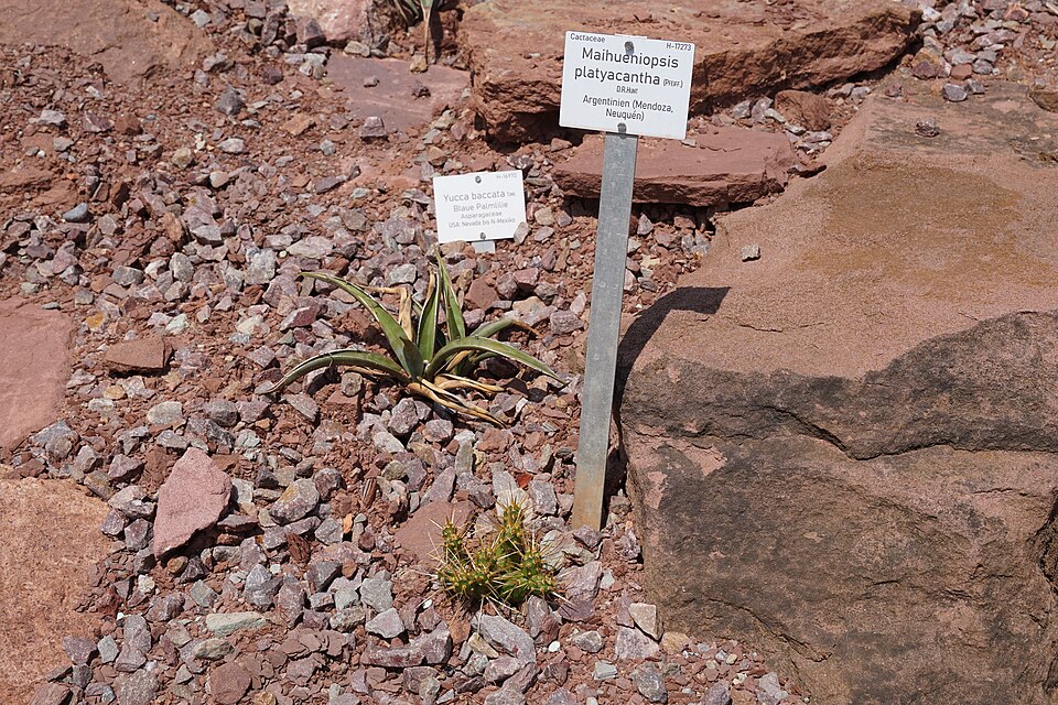 Banana Yucca (Yucca baccata) - PlantNative.org Banana Yucca (Yucca baccata) rosette of stiff blue-green sword-like leaves in Sonoran Desert