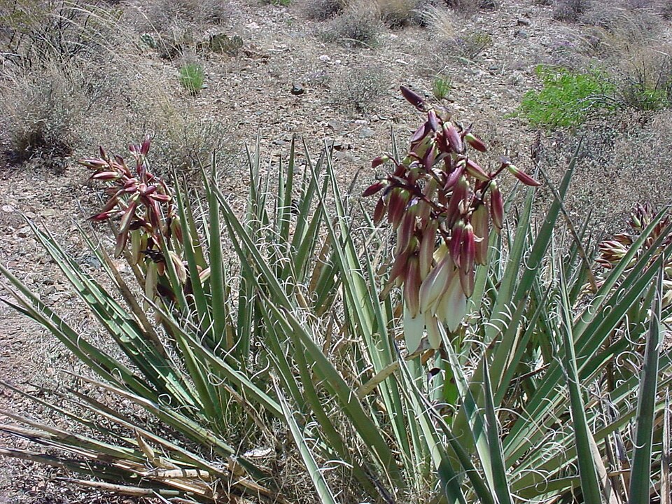 Banana Yucca (Yucca baccata) - PlantNative.org Banana Yucca (Yucca baccata) plant growing among rocks in its native Arizona habitat