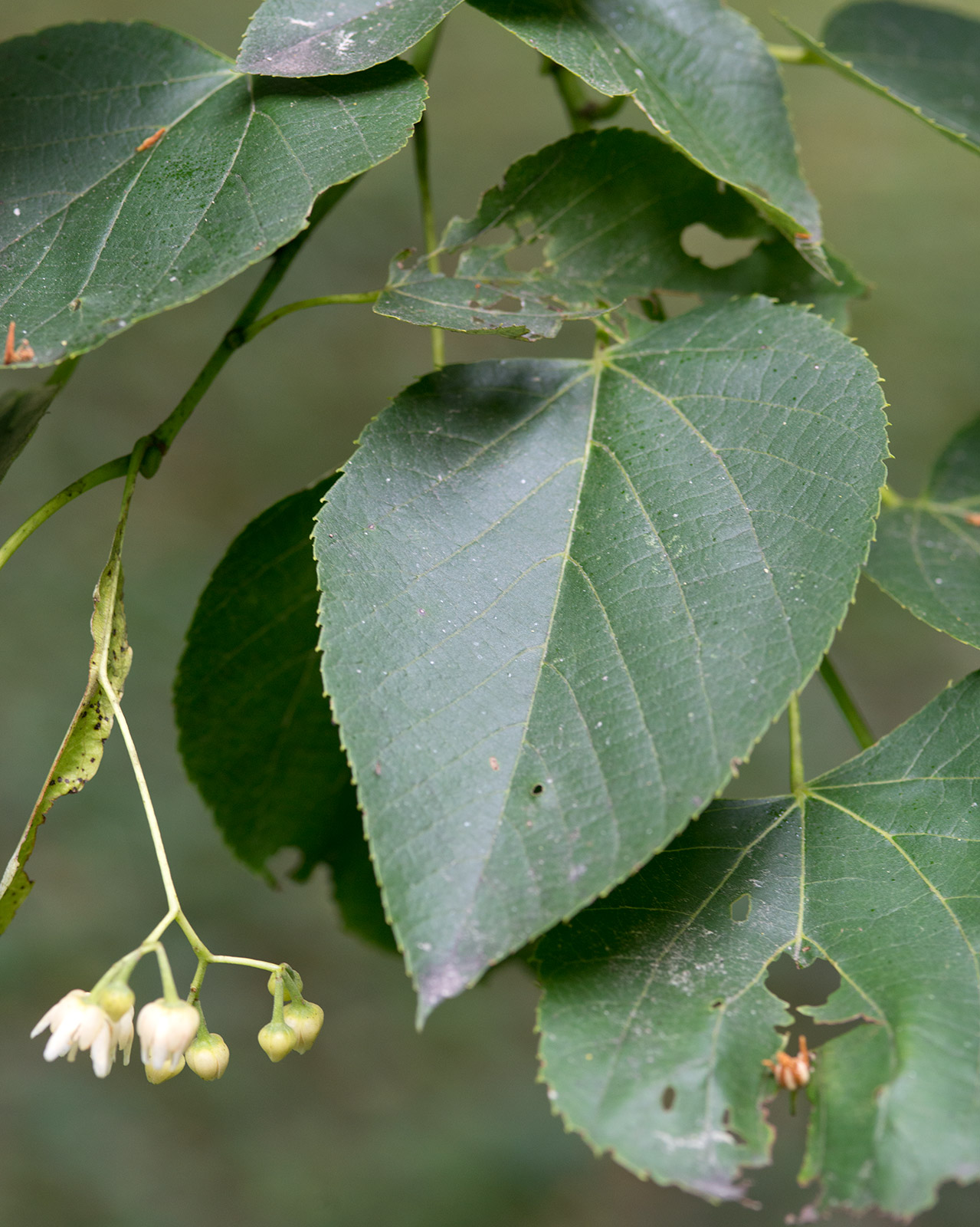 Basswood (Tilia americana) showing heart-shaped leaves and fragrant yellowish flowers in drooping clusters