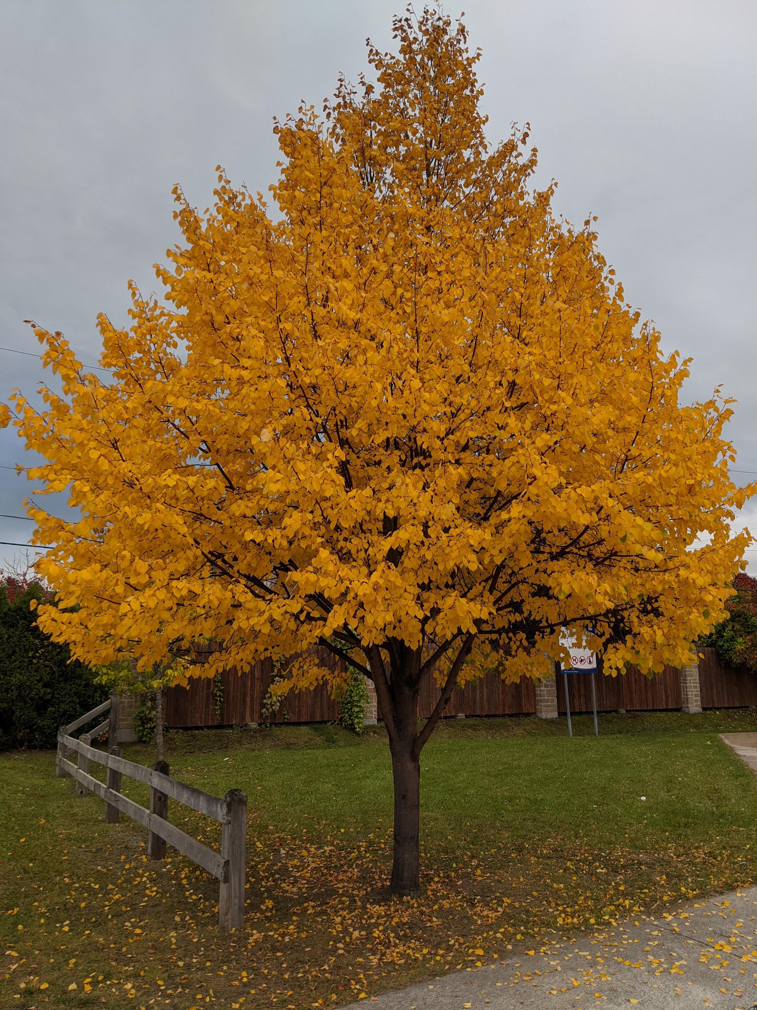 Mature Basswood (Tilia americana) tree showing its impressive size and broad crown