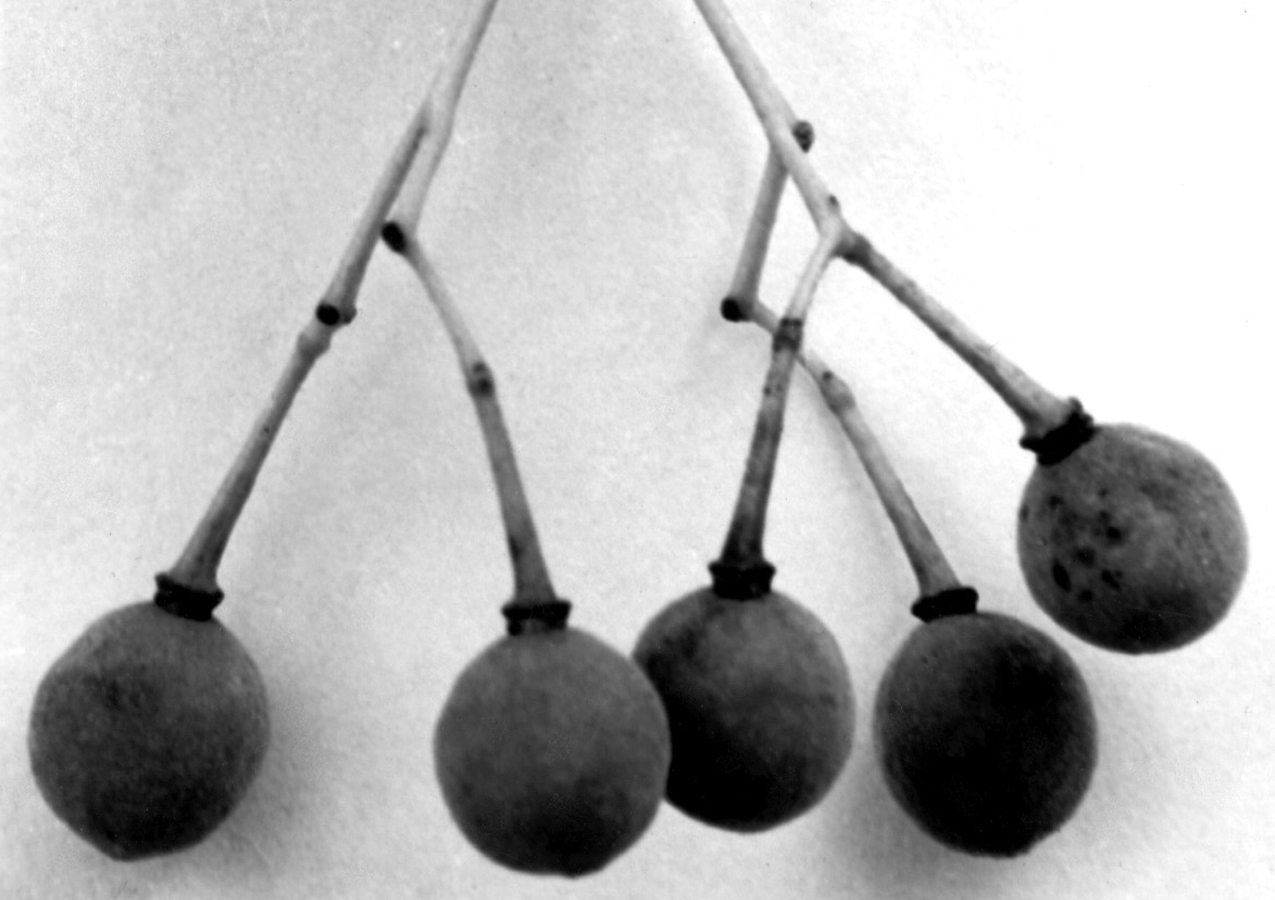 Basswood (Tilia americana) fruit showing the characteristic winged bracts that aid in seed dispersal