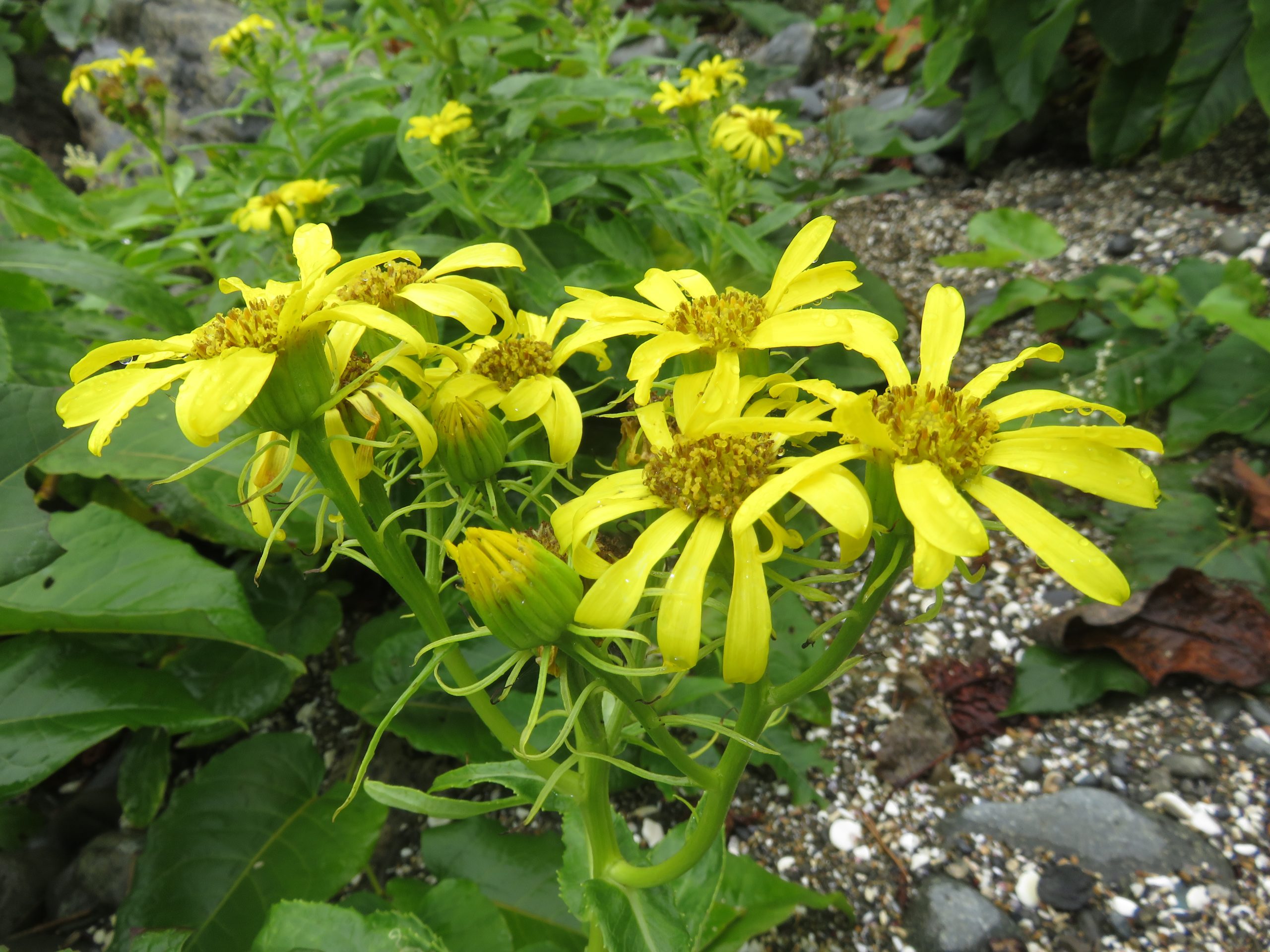Beach Fleabane (Senecio pseudoarnica)