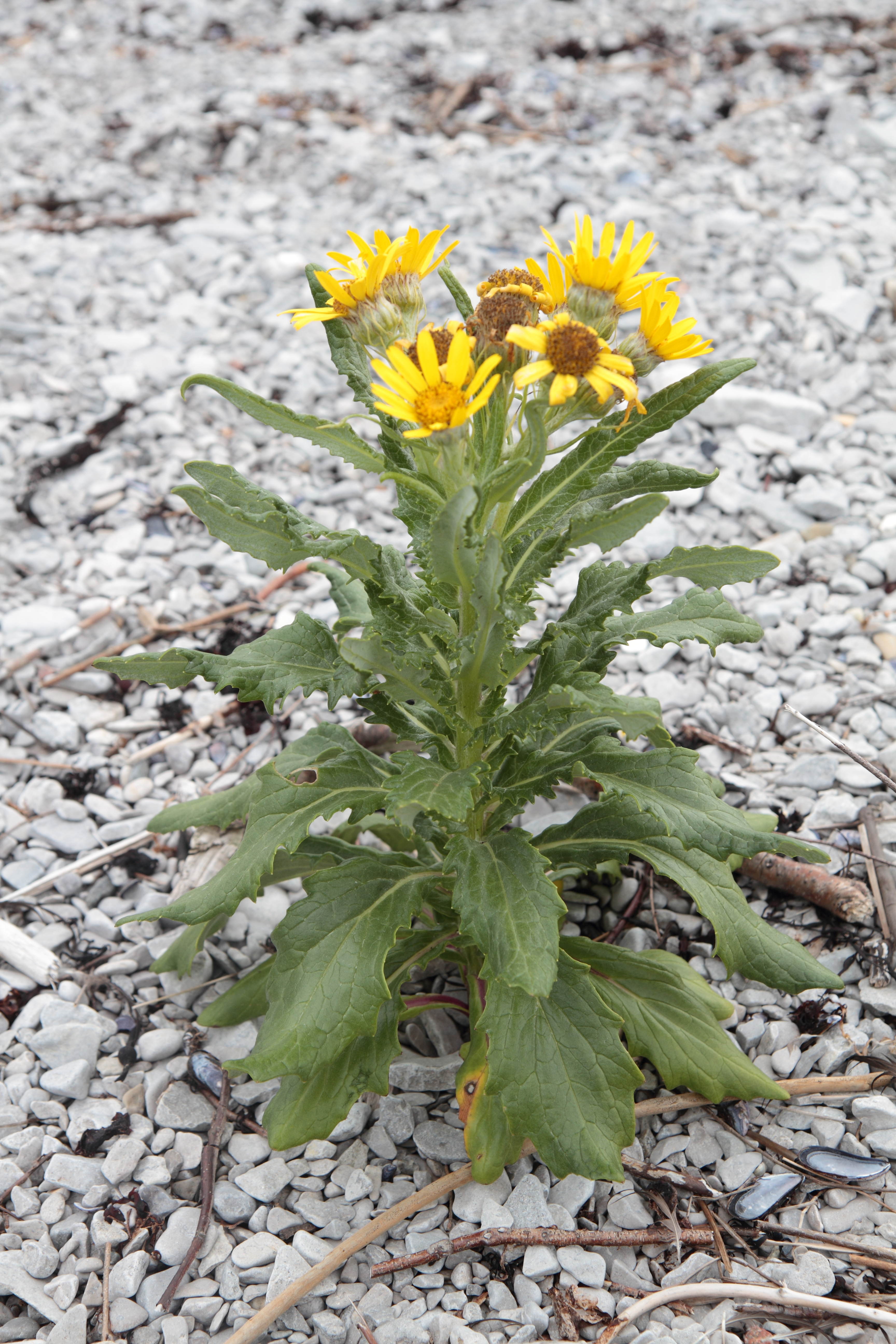 Beach Fleabane (Senecio pseudoarnica) colony on Alaskan coastal habitat
