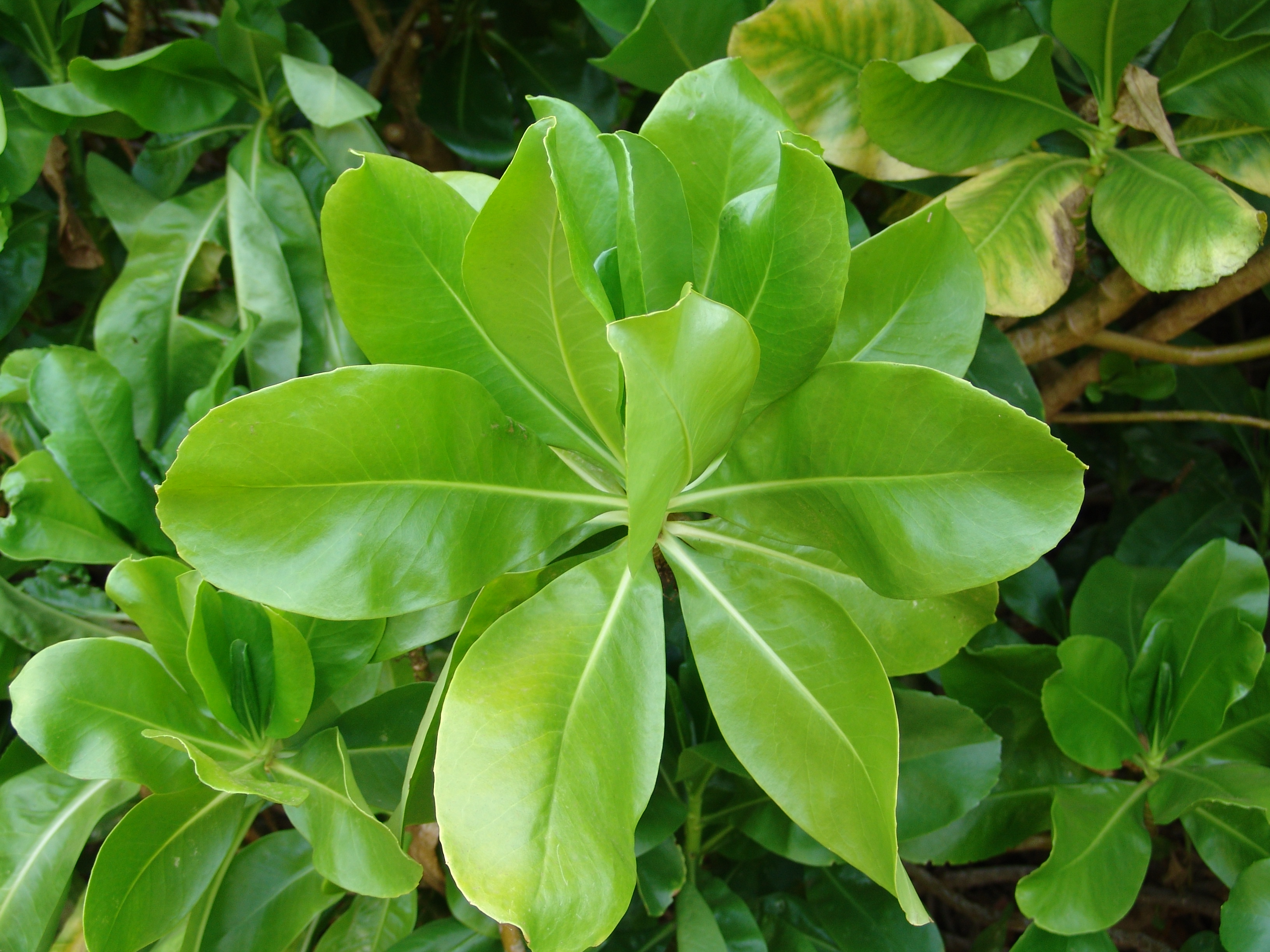 Beach Naupaka (Scaevola sericea) dense coastal shrub near beach