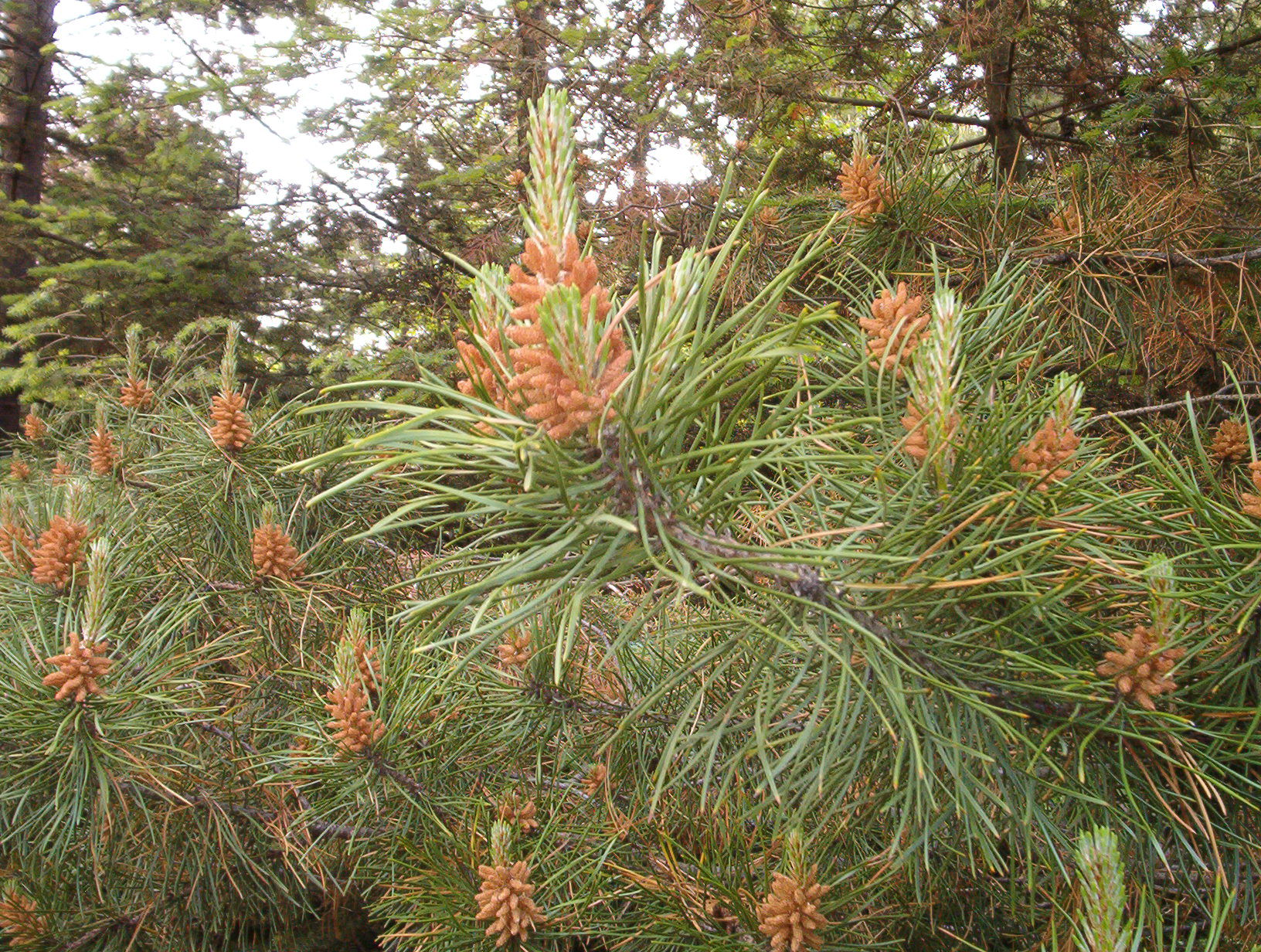 Beach Pine (Pinus contorta) showing characteristic twisted trunk and dark-green needles against a blue sky