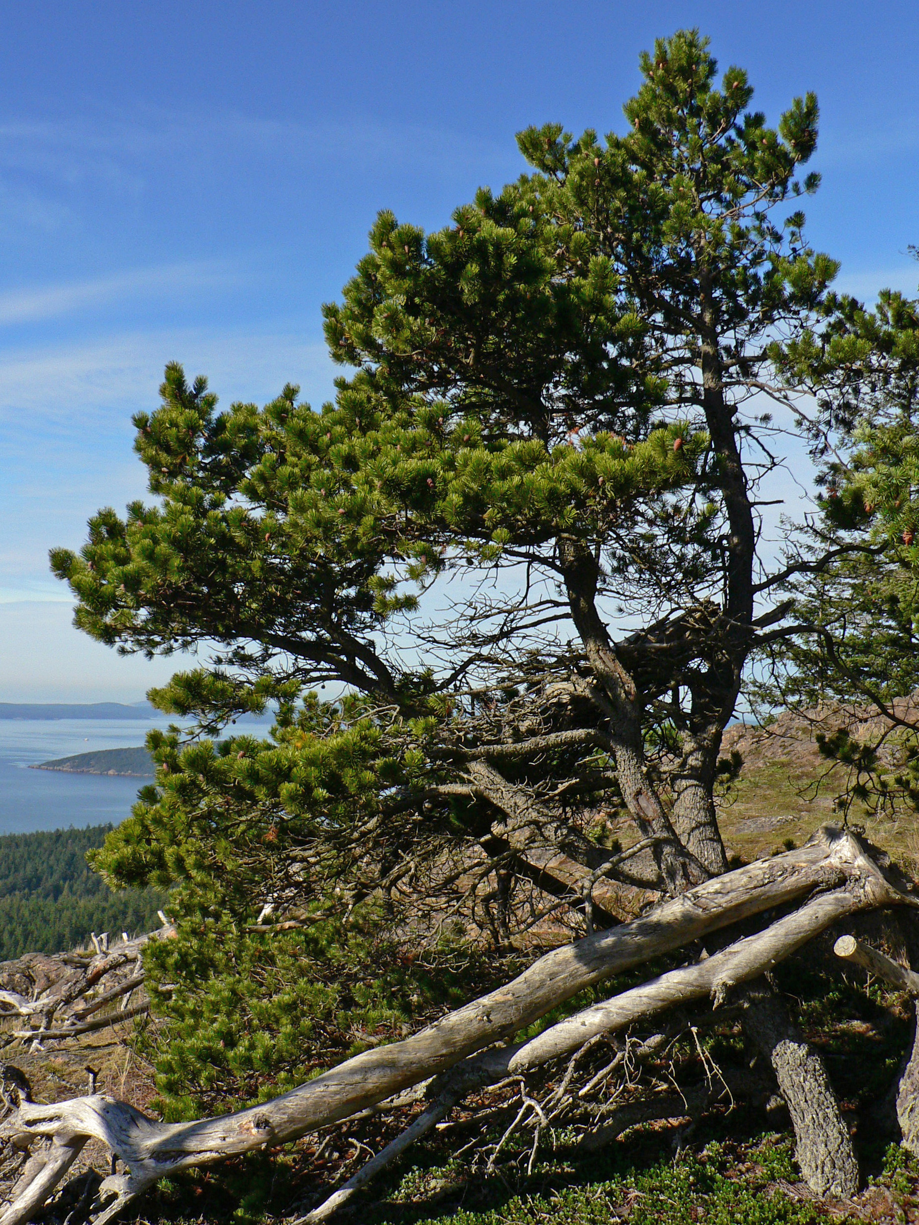 Beach Pine (Pinus contorta) needles in pairs and mature brown cones on branch