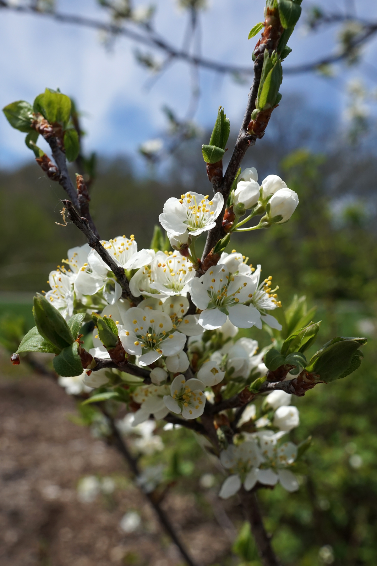 Beach Plum (Prunus maritima) - PlantNative.org Beach Plum (Prunus maritima) laden with clusters of white spring flowers against coastal backdrop