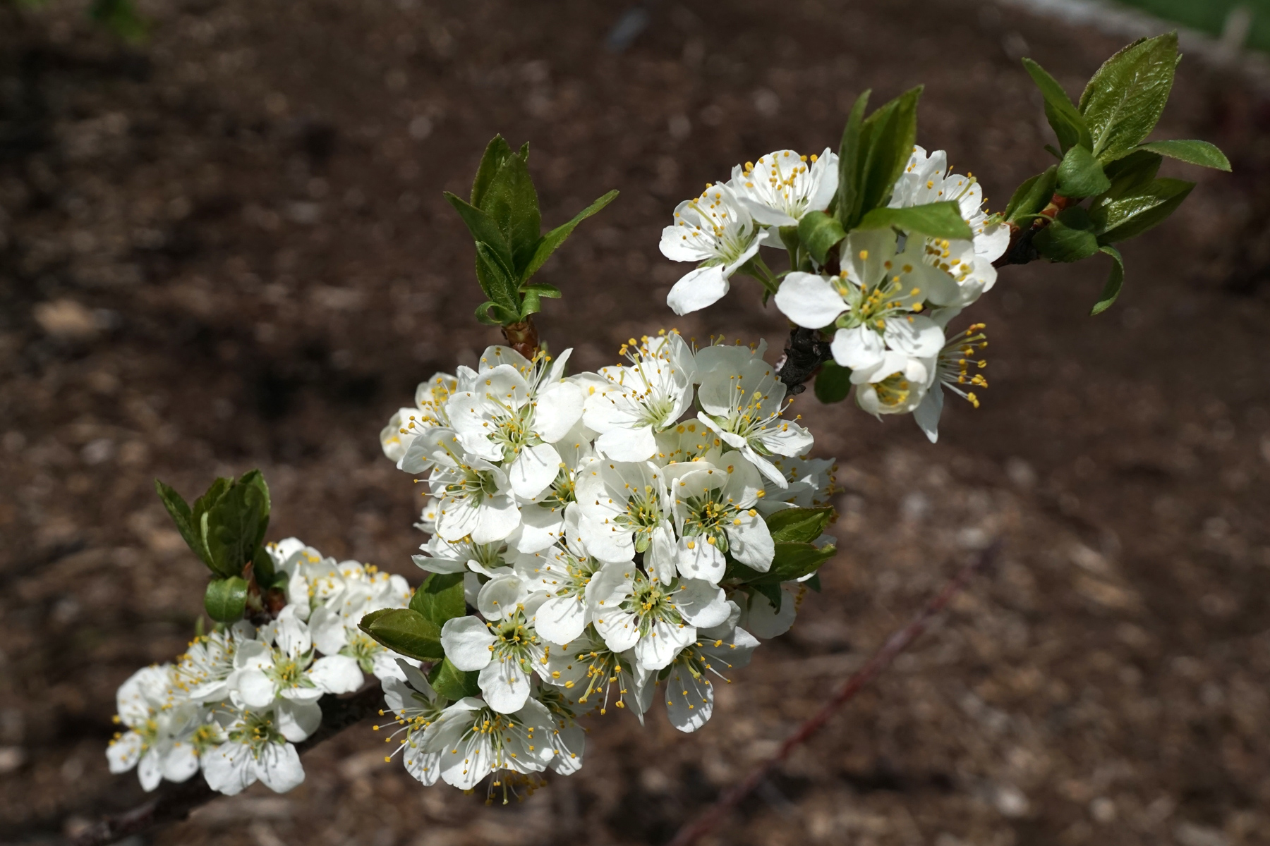 Beach Plum (Prunus maritima) - PlantNative.org Beach Plum (Prunus maritima) showing clusters of ripe purple-blue fruit on branches