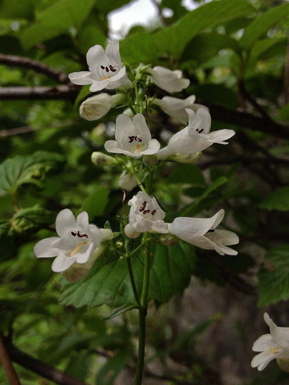 Beardtongue (Penstemon digitalis) foxglove beardtongue in full bloom showing white flower spikes