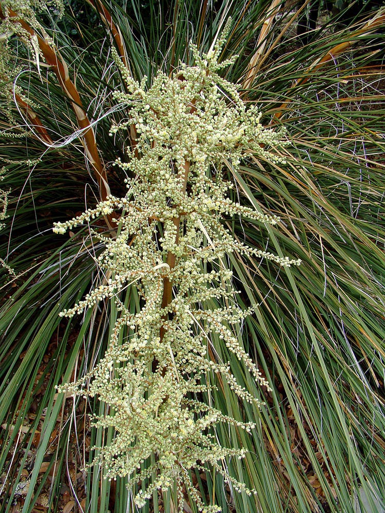 Beargrass (Nolina microcarpa)