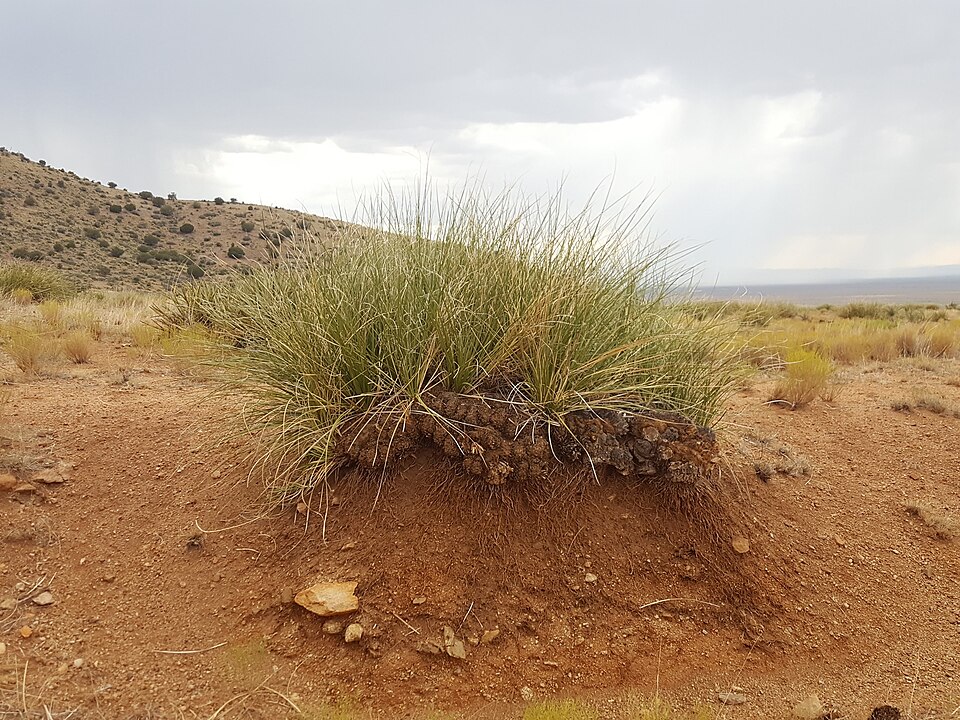 Beargrass (Nolina microcarpa) detail