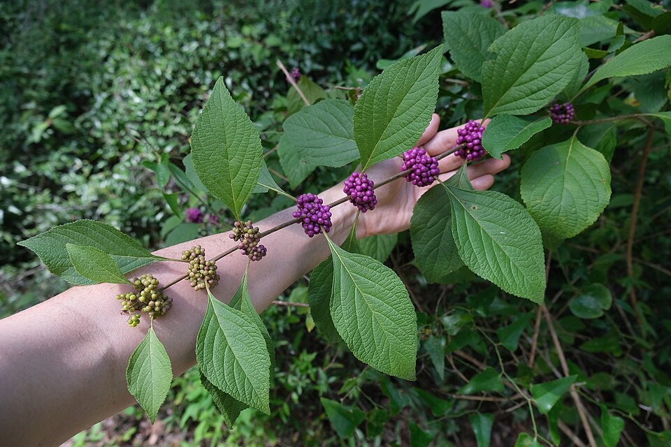 American Beautyberry (Callicarpa americana) - PlantNative.org American Beautyberry (Callicarpa americana) shrub laden with vivid purple-violet berry clusters