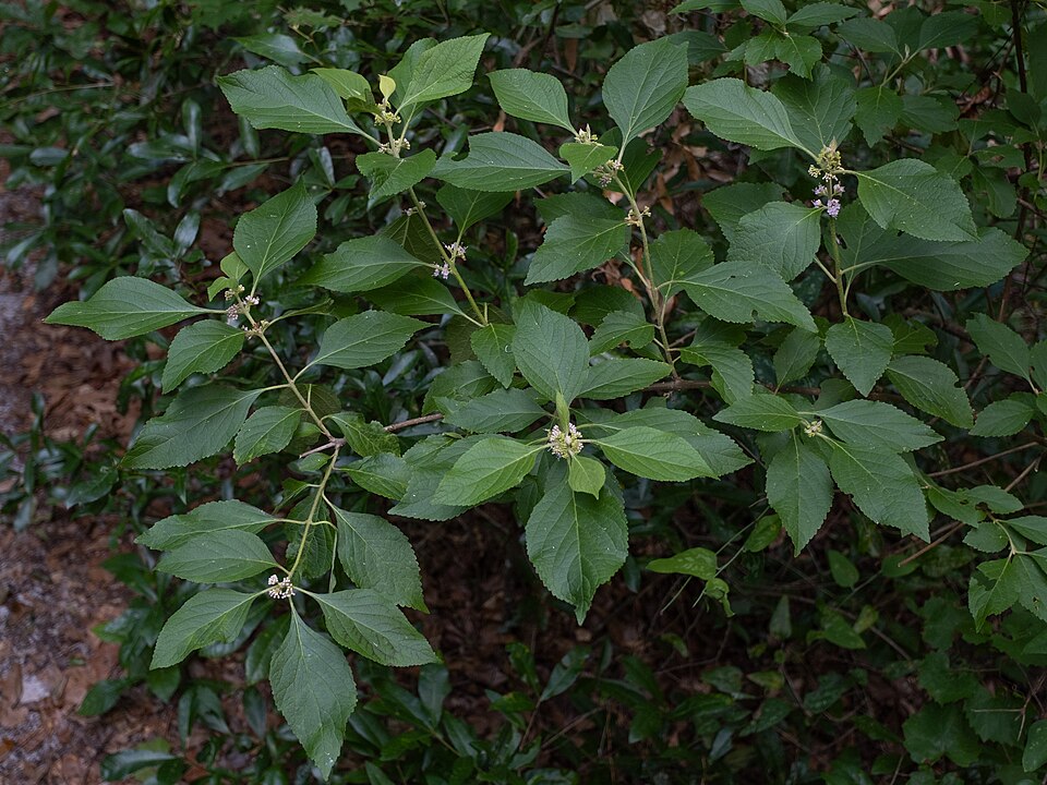 American Beautyberry (Callicarpa americana) - PlantNative.org American Beautyberry (Callicarpa americana) in natural habitat showing full shrub form with berry clusters