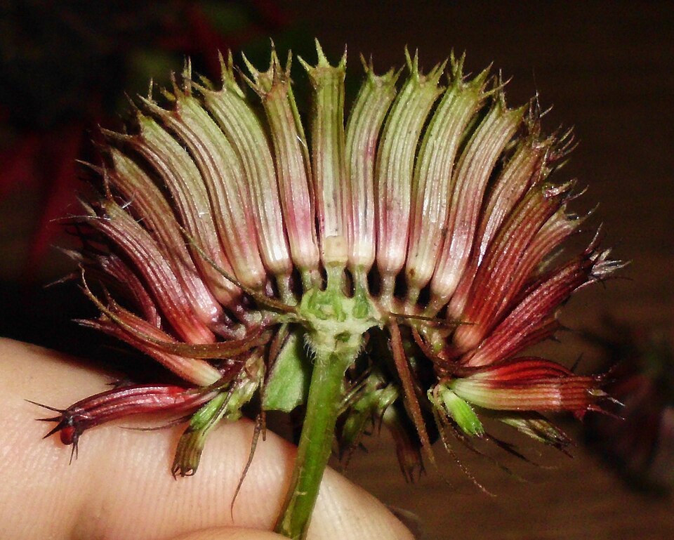 Bee Balm (Monarda didyma) showing brilliant red tubular flowers in dense terminal clusters