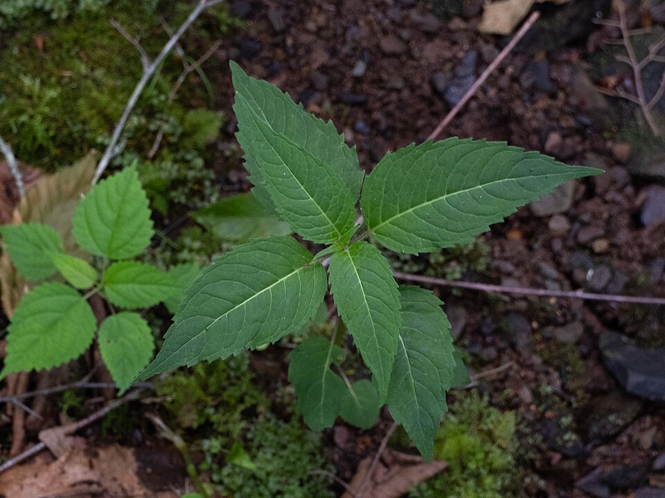 Bee Balm (Monarda didyma) leaves showing serrated edges and mint family characteristics