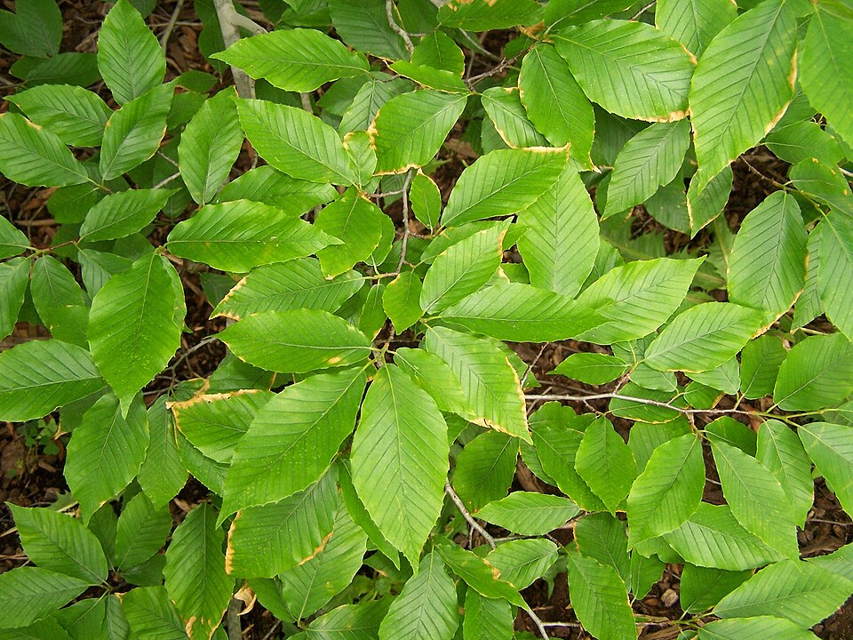 American Beech (Fagus grandifolia) foliage showing characteristic oval leaves with prominent parallel veins