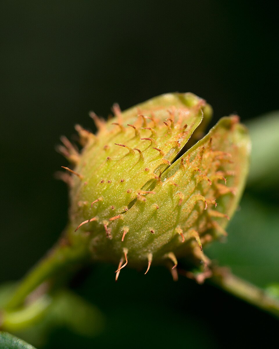 American Beech (Fagus grandifolia) developing fruit showing characteristic spiny husks that will split to reveal triangular beechnuts