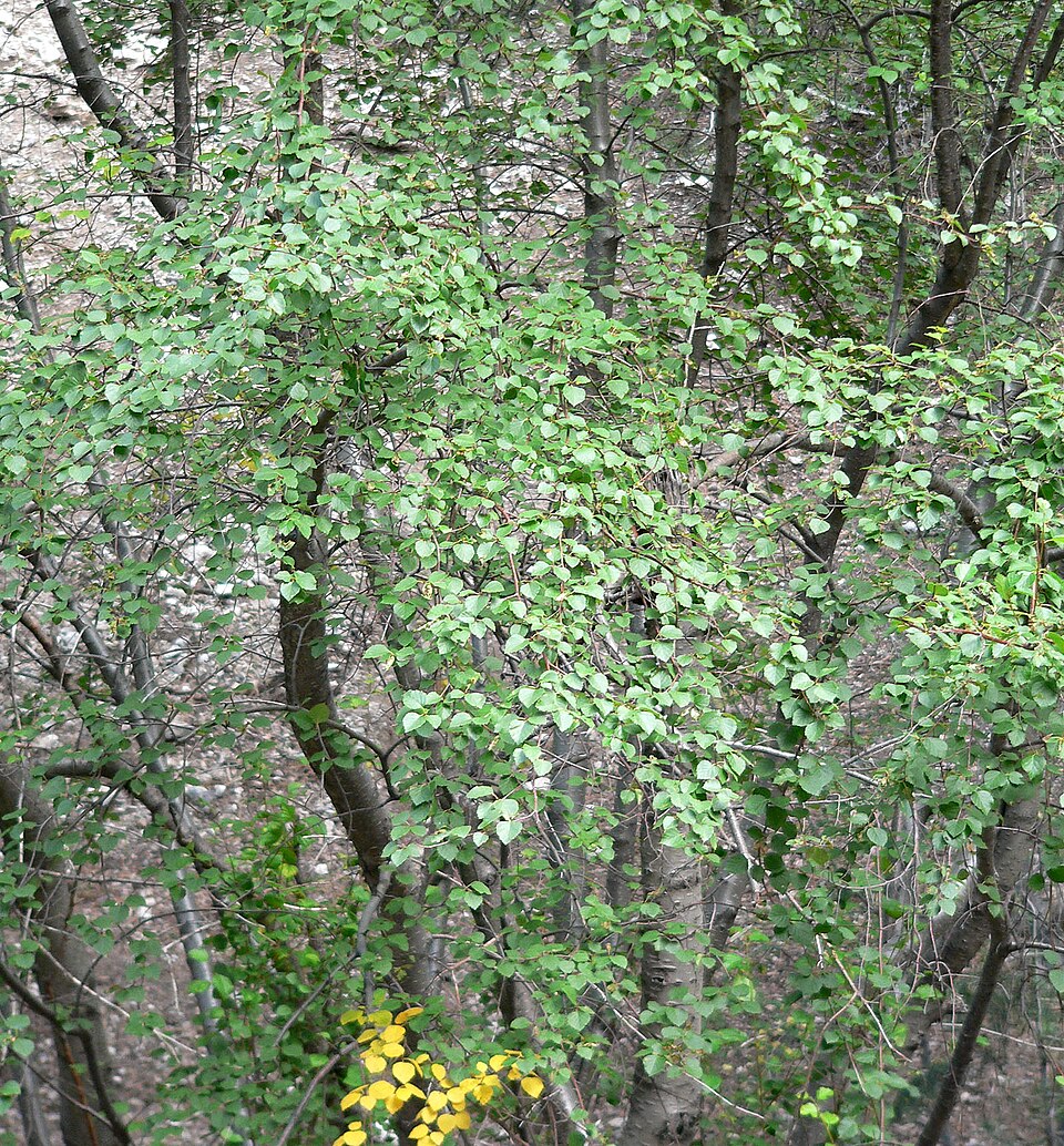 Water Birch (Betula occidentalis) leaves showing ovate shape with double-toothed margins and characteristic golden fall color