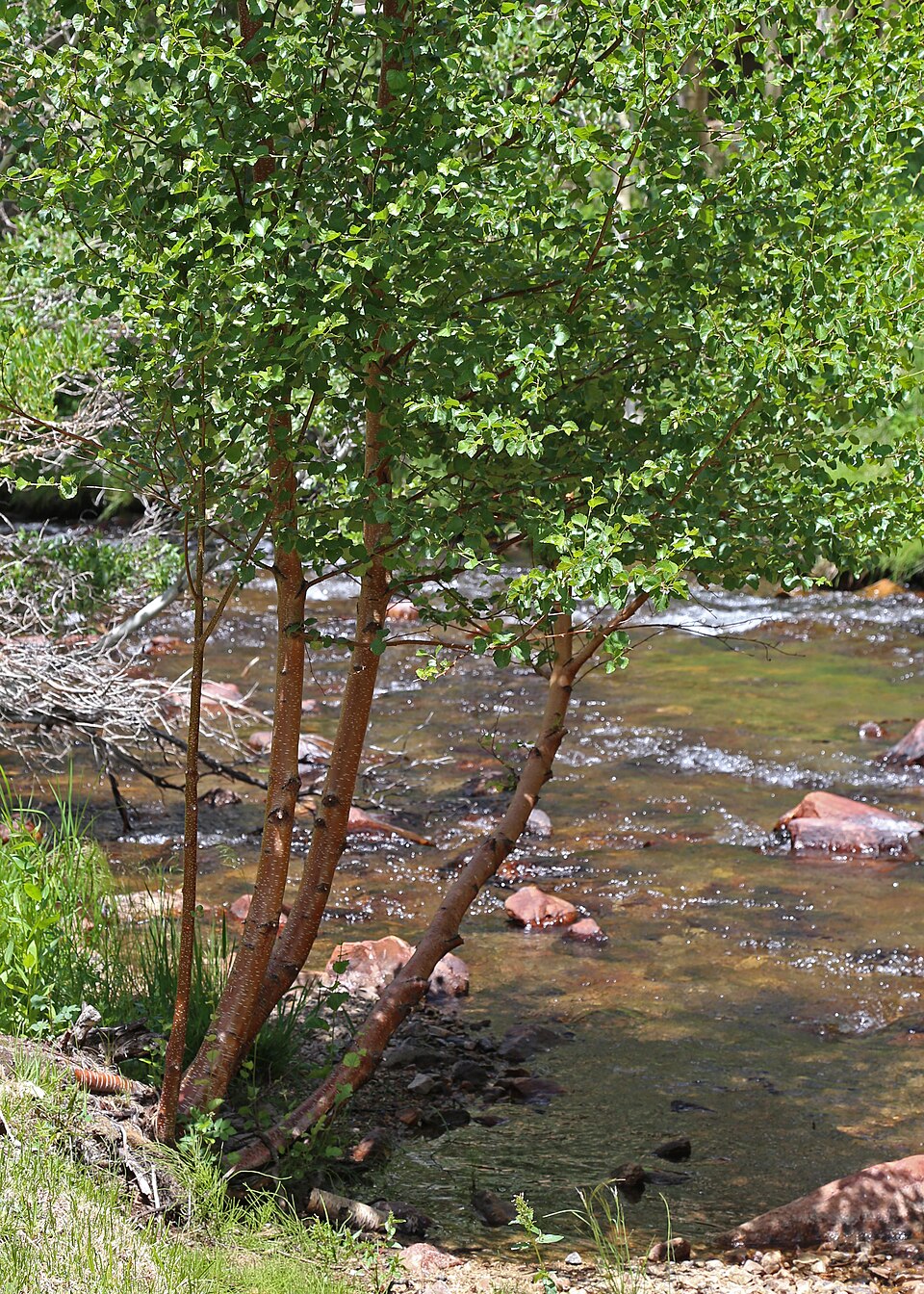 Water Birch (Betula occidentalis) growing along a rocky mountain stream with characteristic dark bark and graceful branches
