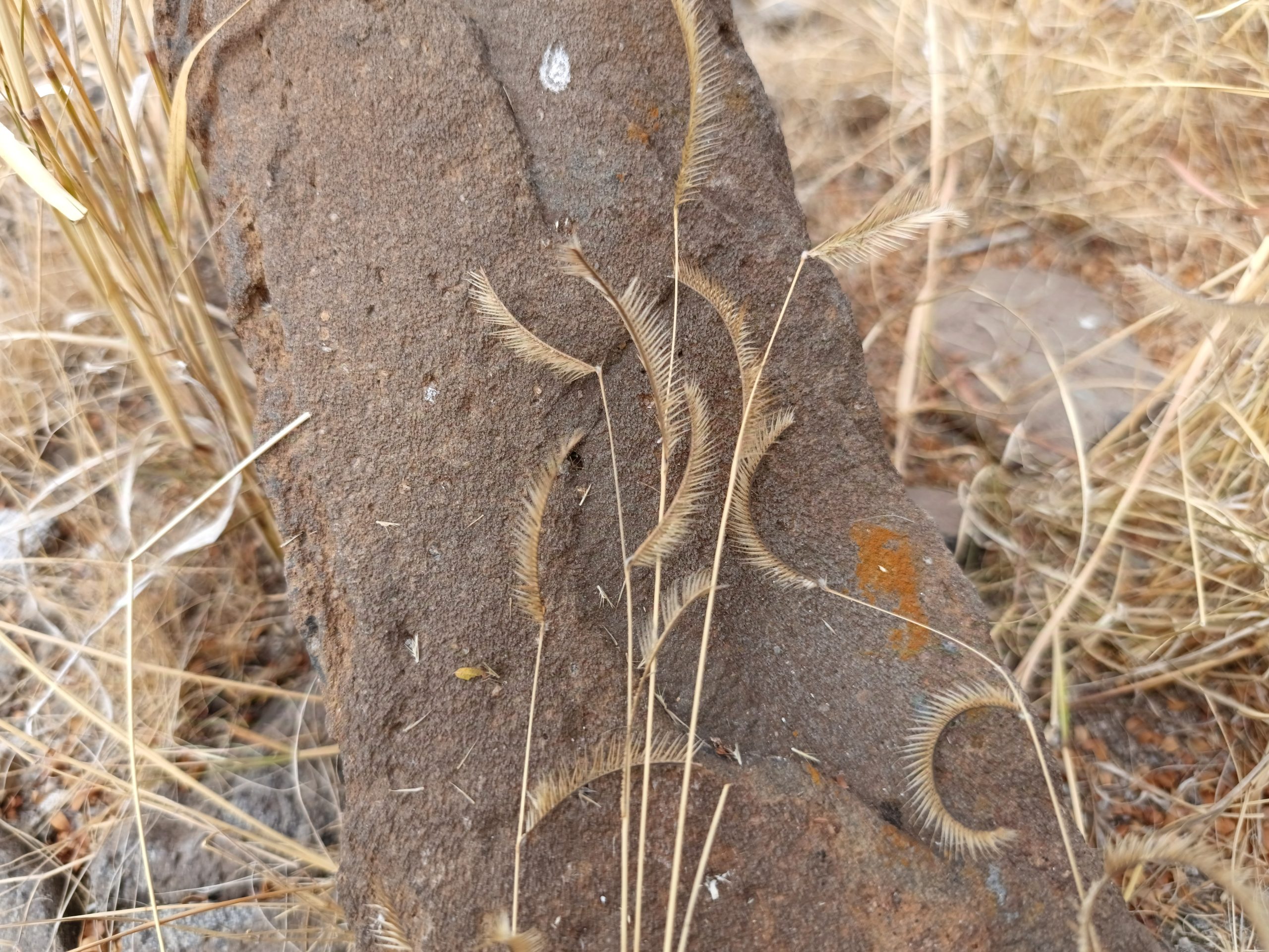 Blue Grama (Bouteloua gracilis)