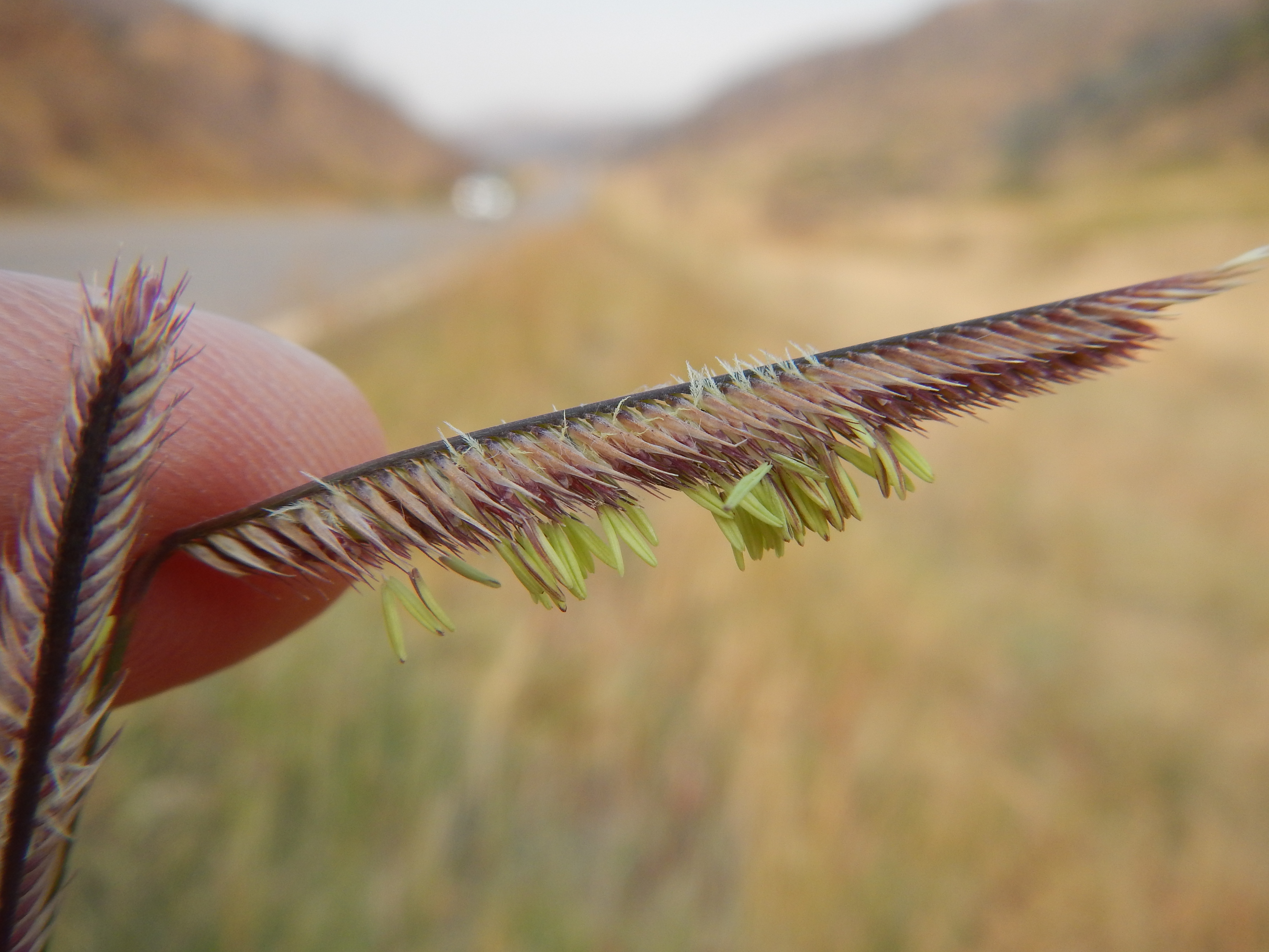 Blue Grama (Bouteloua gracilis) in bloom showing fine-textured foliage and characteristic seed heads