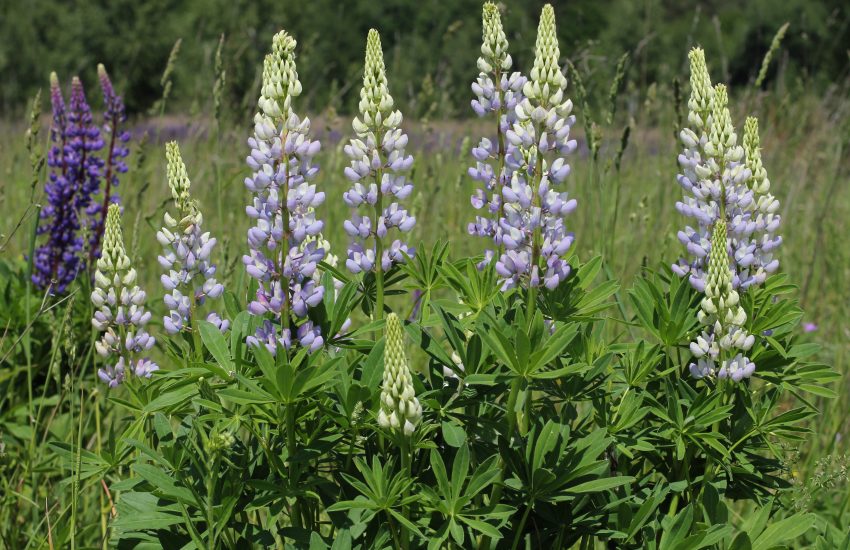 big leaf lupine 1