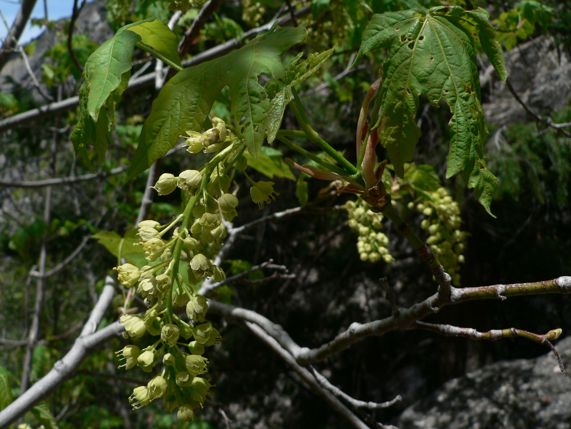 Big Leaf Maple (Acer macrophyllum)