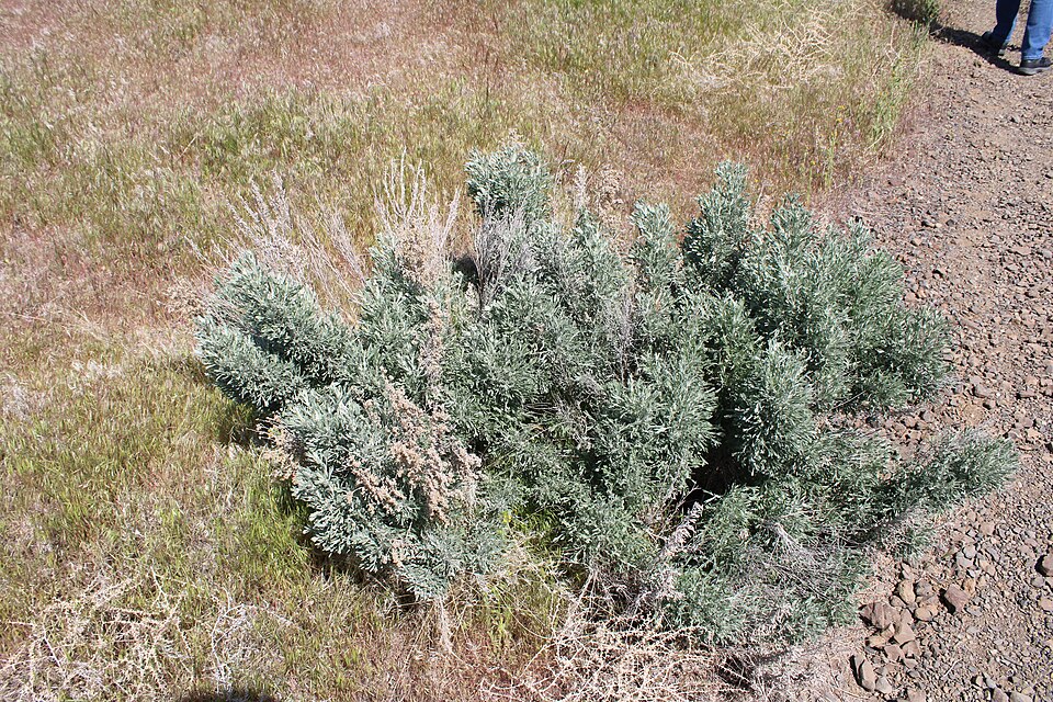 Big Sagebrush (Artemisia tridentata) silvery-gray shrub blooming across sagebrush steppe