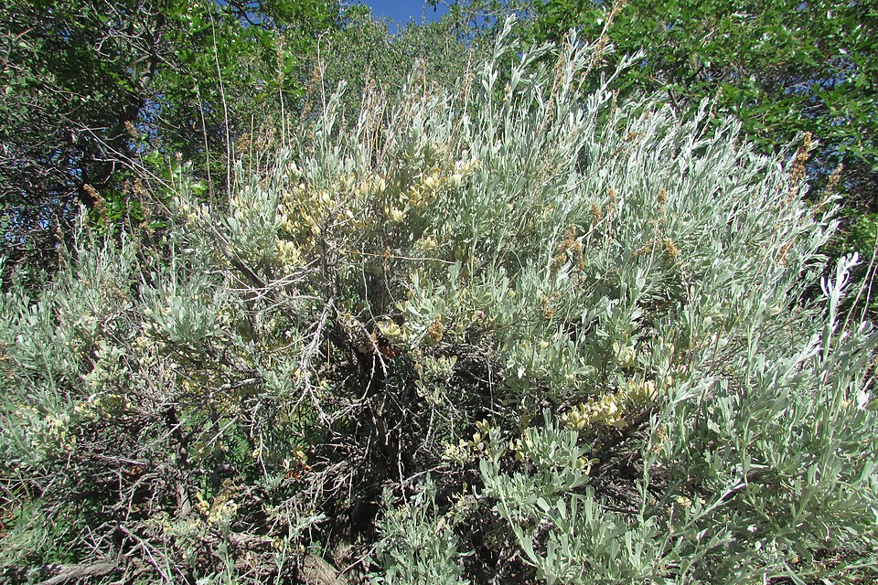 Close-up of Big Sagebrush (Artemisia tridentata) three-lobed silver leaves and autumn flower spikes