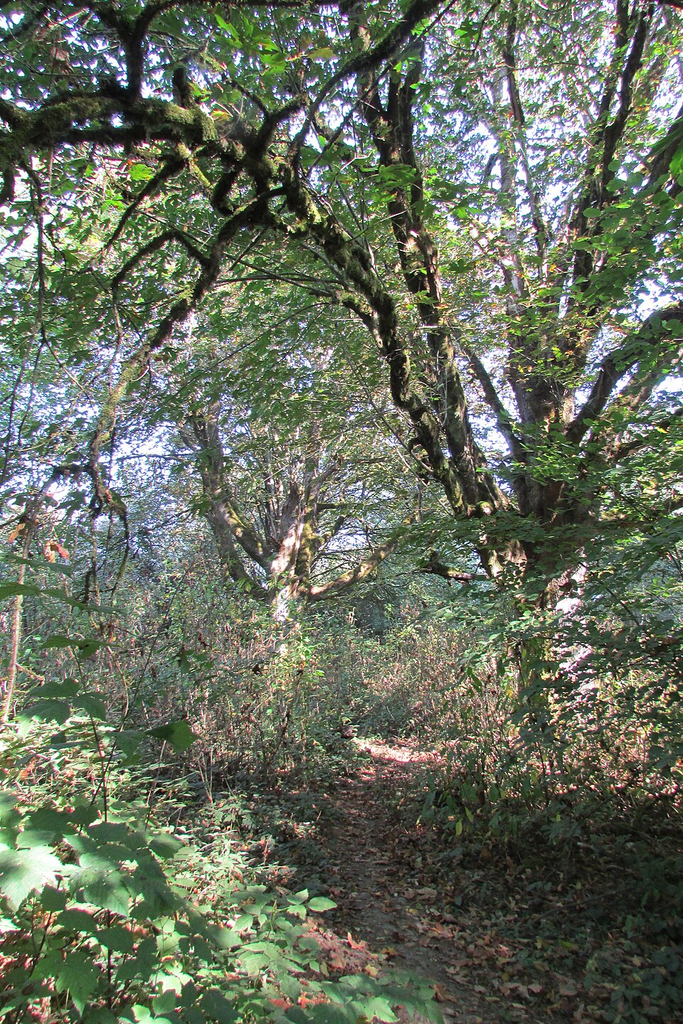 Big Leaf Maple trees in wetland setting showing their natural habitat and growth form
