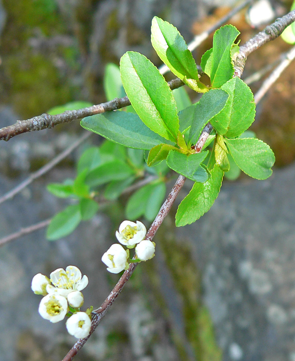 Bitter Cherry flowers and serrated leaves showing the delicate white blossoms and characteristic oval foliage