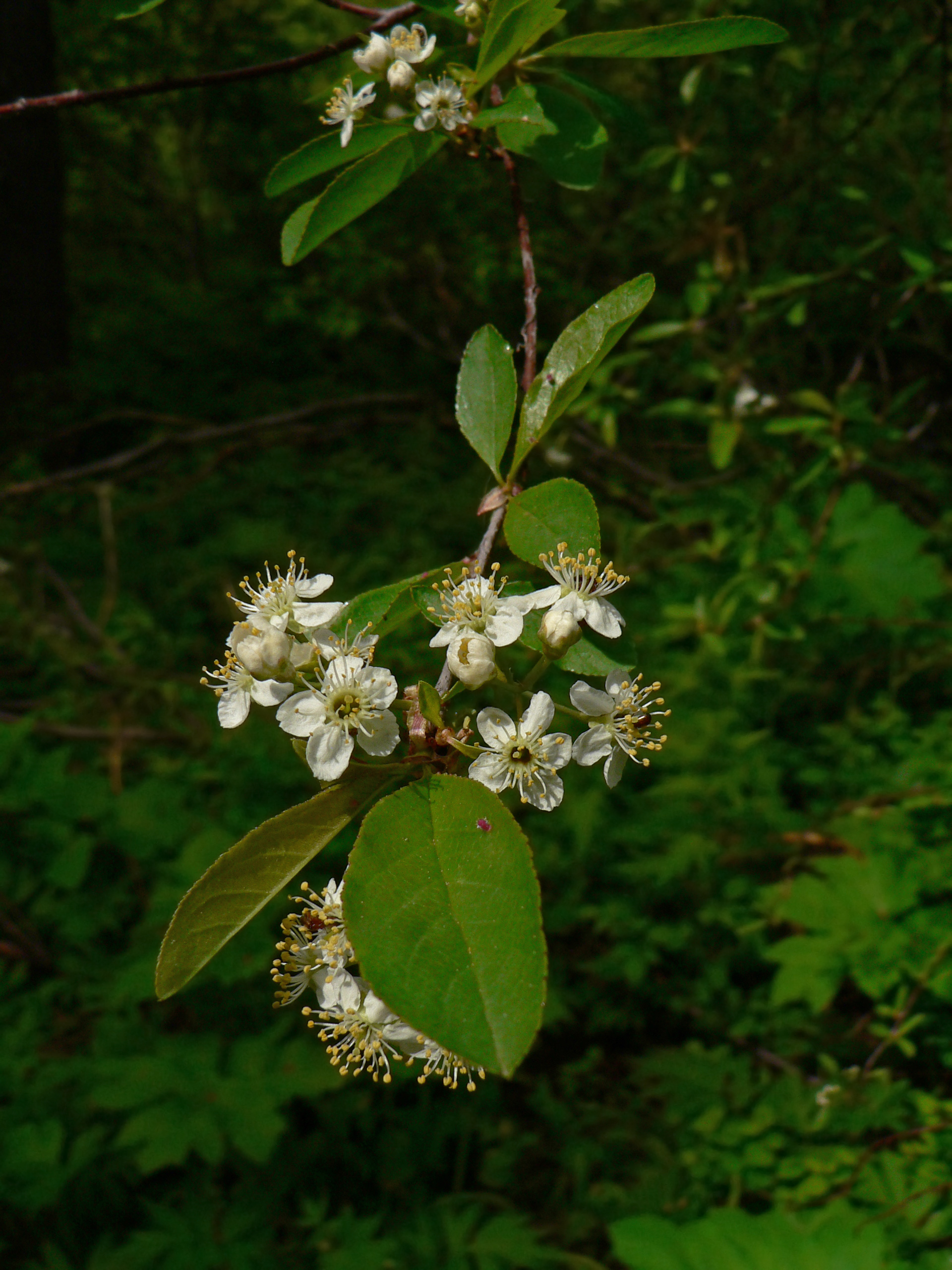 Bitter Cherry tree growing in its natural mountain habitat displaying the typical growth form and bark characteristics
