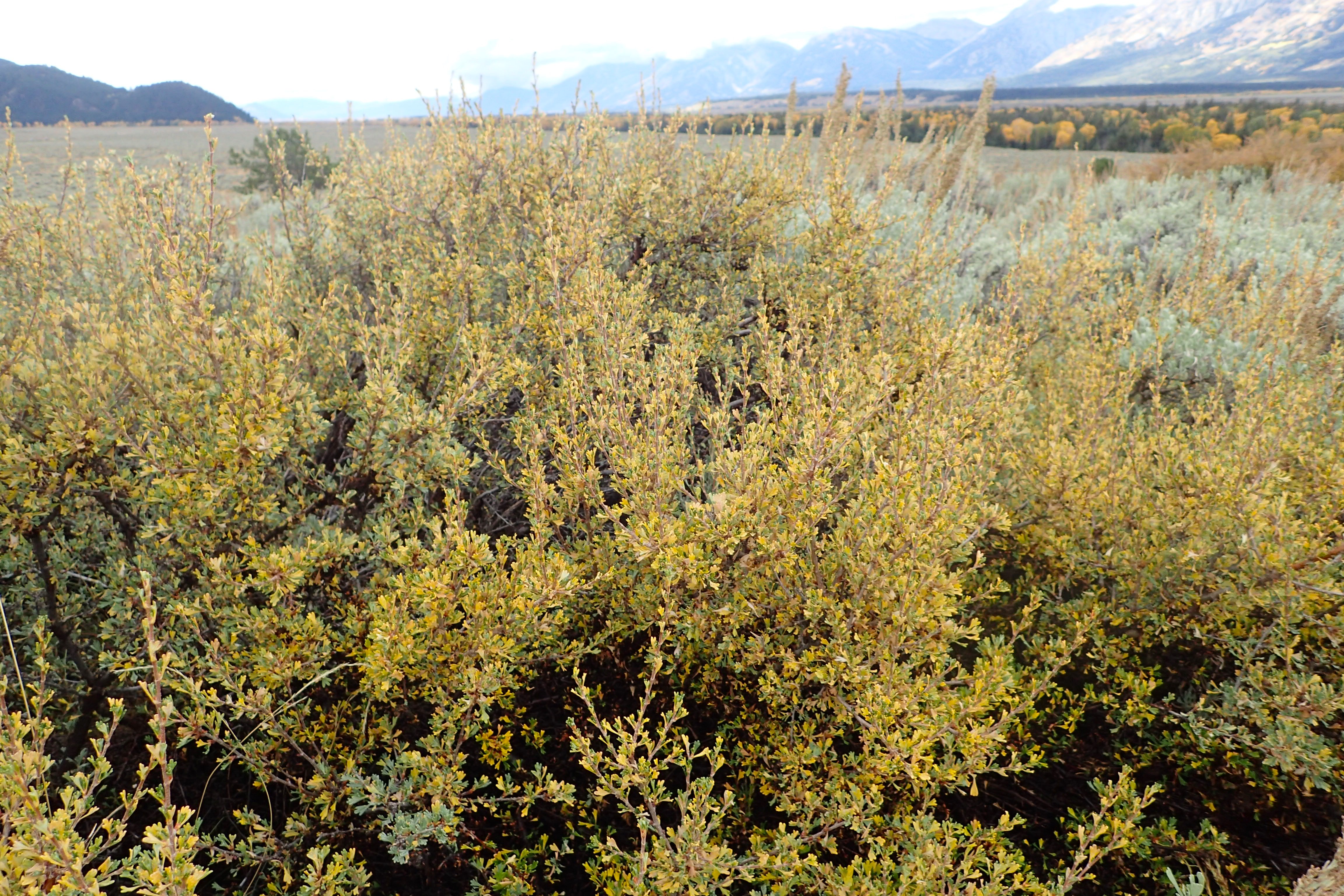 Bitterbrush (Purshia tridentata) - PlantNative.org Bitterbrush (Purshia tridentata) shrub covered in yellow flowers in a sagebrush steppe landscape