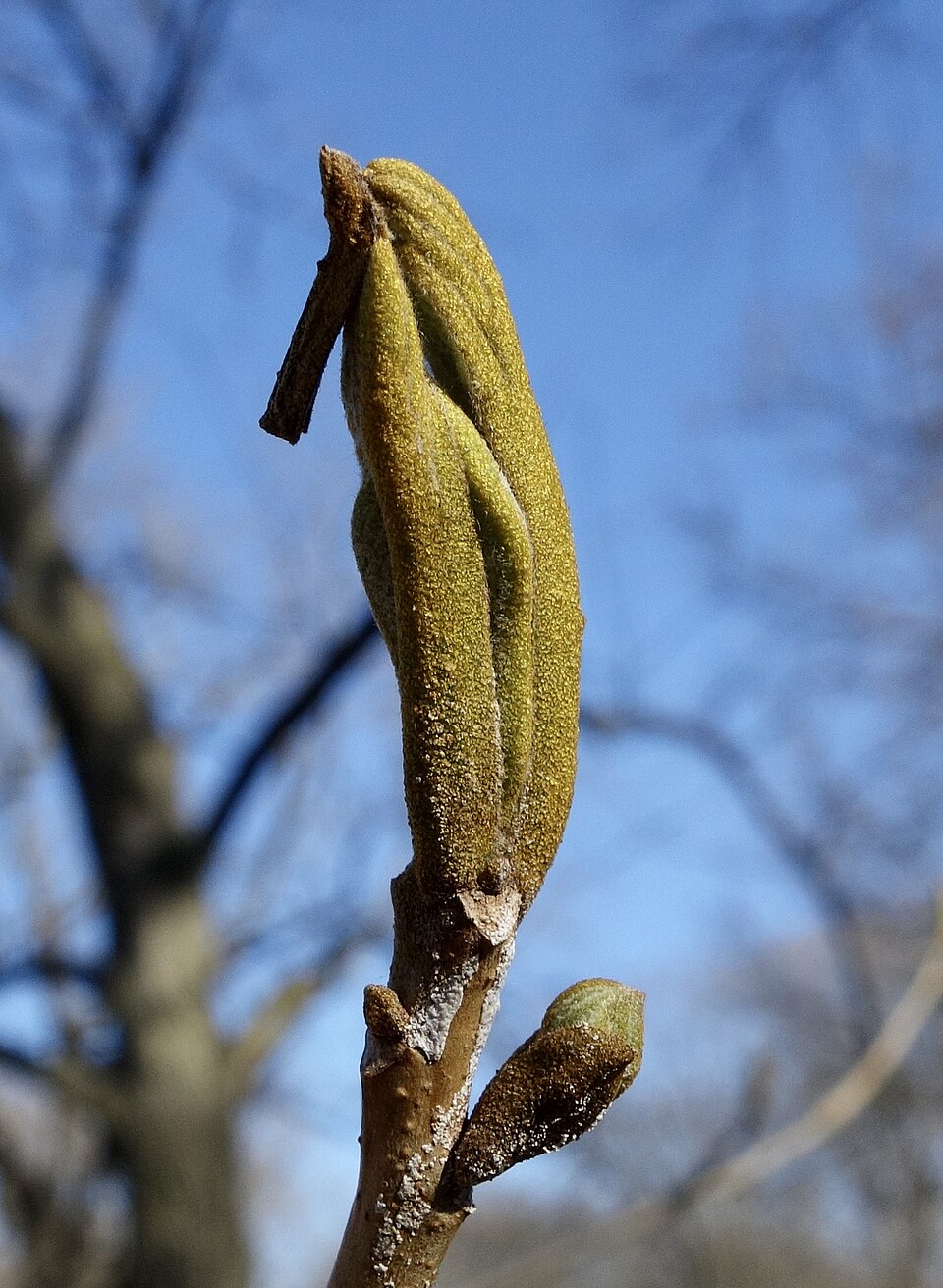 Bitternut Hickory (Carya cordiformis) distinctive yellow winter buds