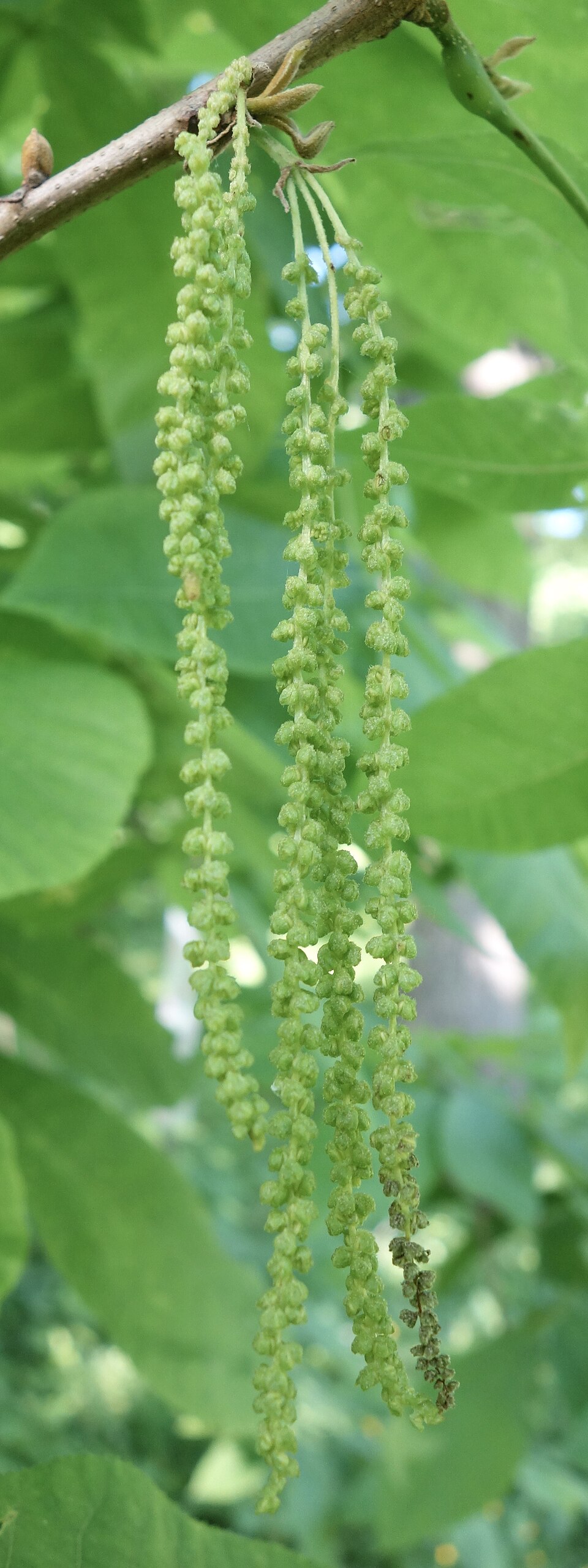 Bitternut Hickory (Carya cordiformis) male catkins in spring