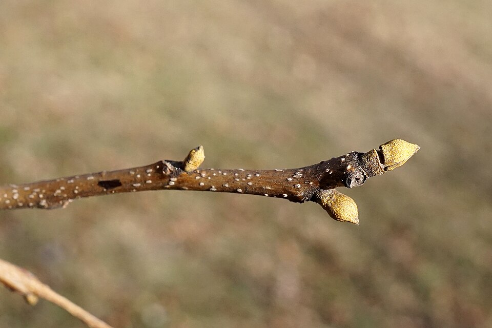 Bitternut Hickory (Carya cordiformis) tree showing overall growth habit