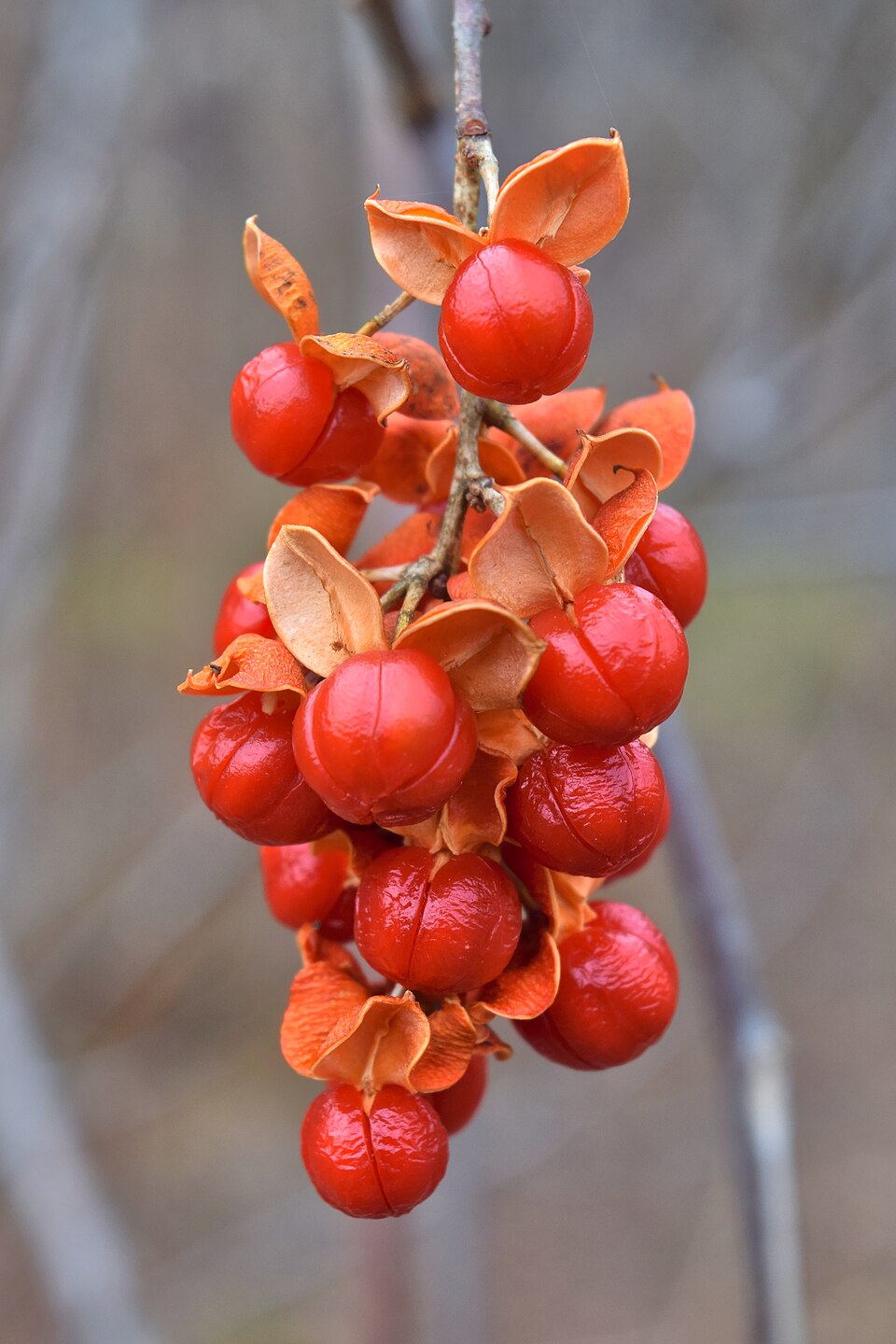Climbing Bittersweet (Celastrus scandens) - PlantNative.org Climbing Bittersweet (Celastrus scandens) showing distinctive orange berries with yellow arils in autumn