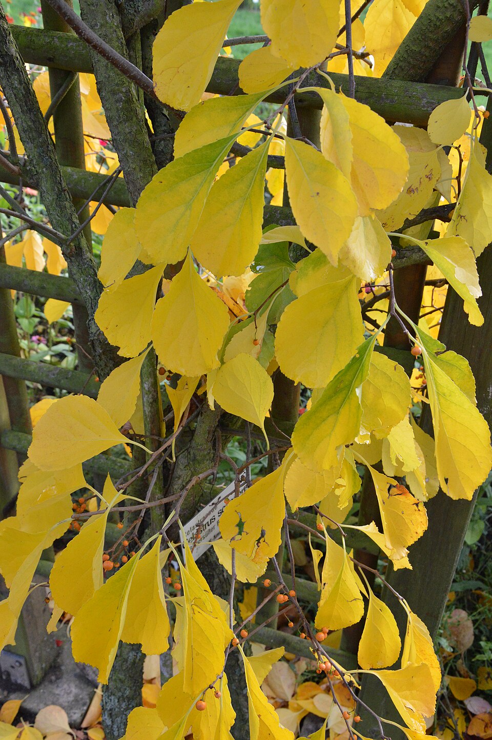 Climbing Bittersweet (Celastrus scandens) - PlantNative.org Climbing Bittersweet (Celastrus scandens) growing as a twining vine