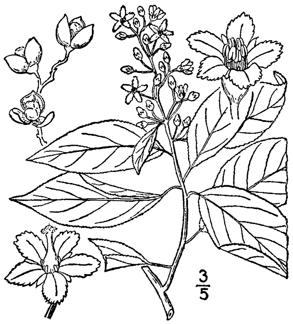 Climbing Bittersweet (Celastrus scandens) - PlantNative.org Climbing Bittersweet (Celastrus scandens) botanical illustration showing plant structure