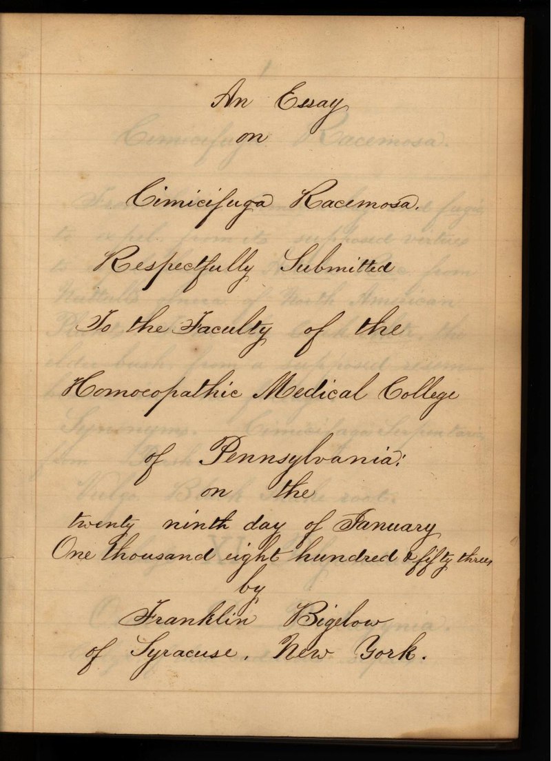 Black Cohosh (Cimicifuga racemosa) flowering spike showing tall white racemes of bottlebrush-like flowers