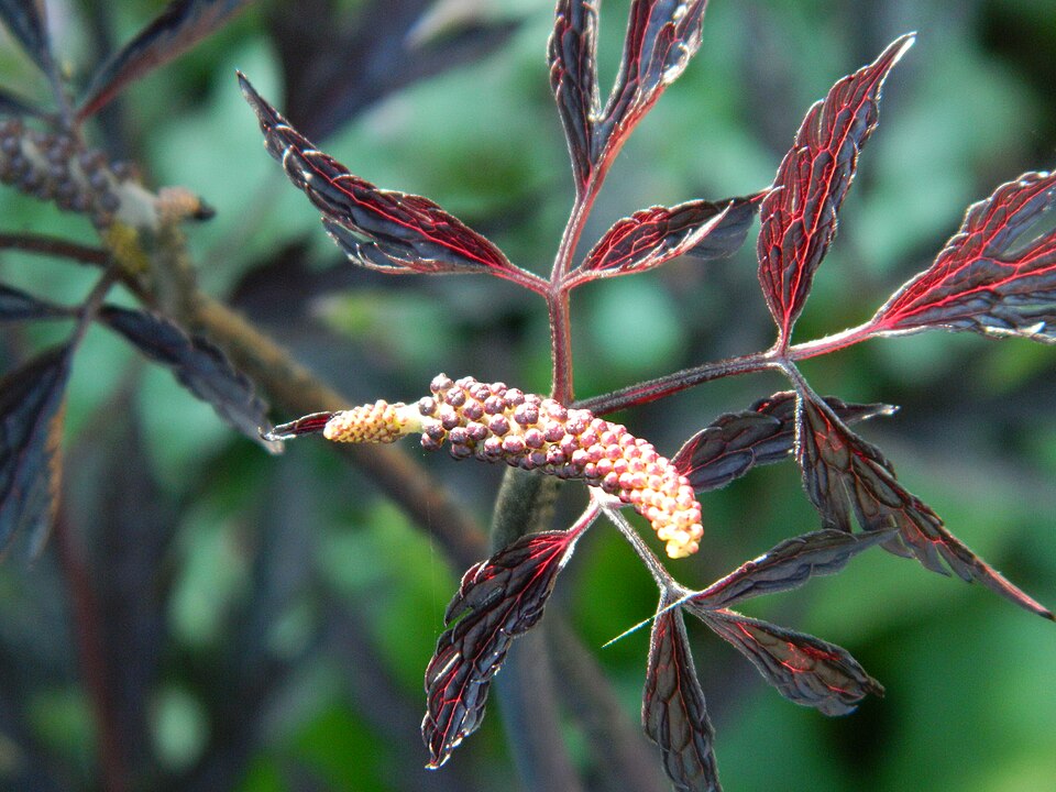 Black Cohosh (Cimicifuga racemosa) showing compound leaves and developing flower buds