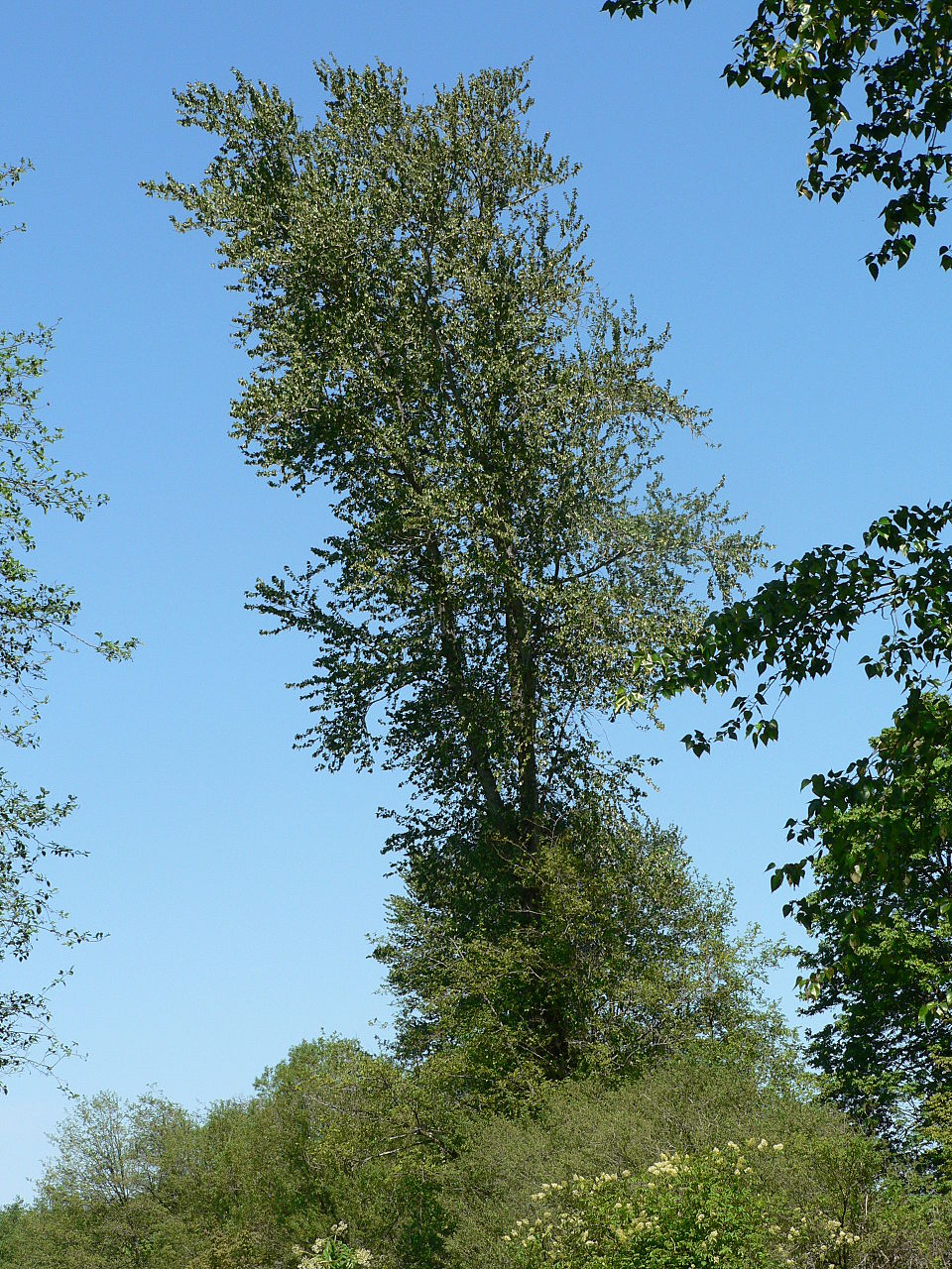Populus trichocarpa plant