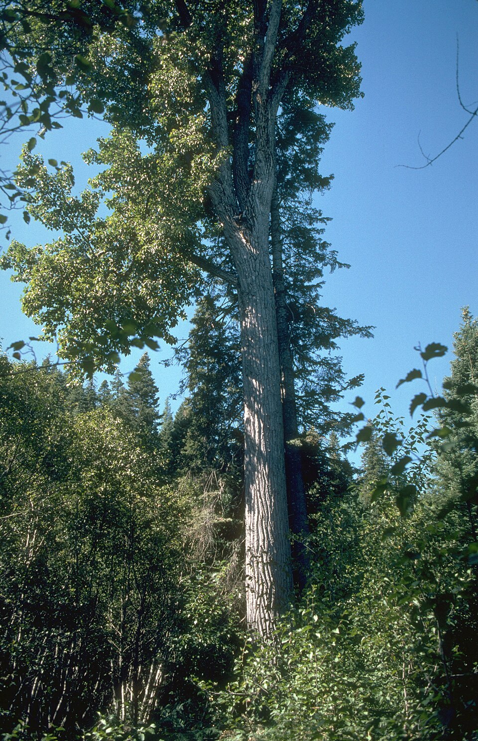 Populus trichocarpa plant