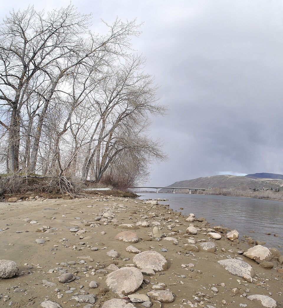 Populus trichocarpa plant